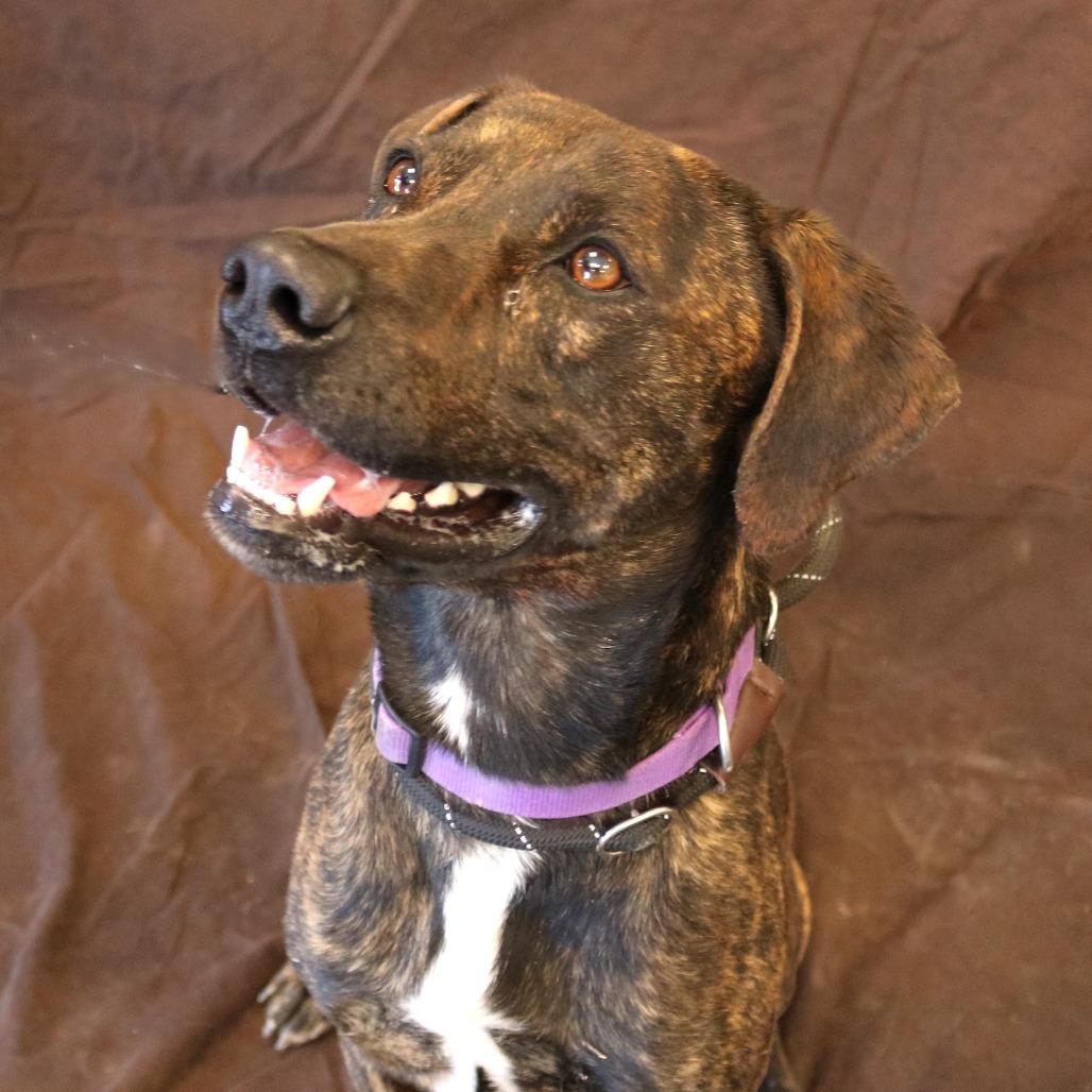 Bishop, a Adoptable mixed breed in Rifle, CO image 3/6