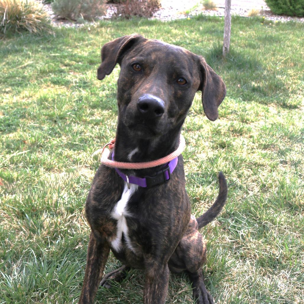 Enlarge Bishop, a Adoptable mixed breed in Rifle, CO image 2/4