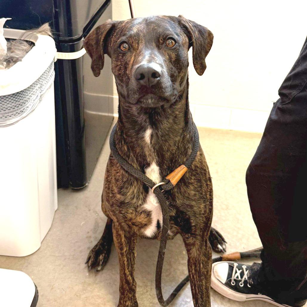 Enlarge Bishop, a Adoptable mixed breed in Rifle, CO image 3/4