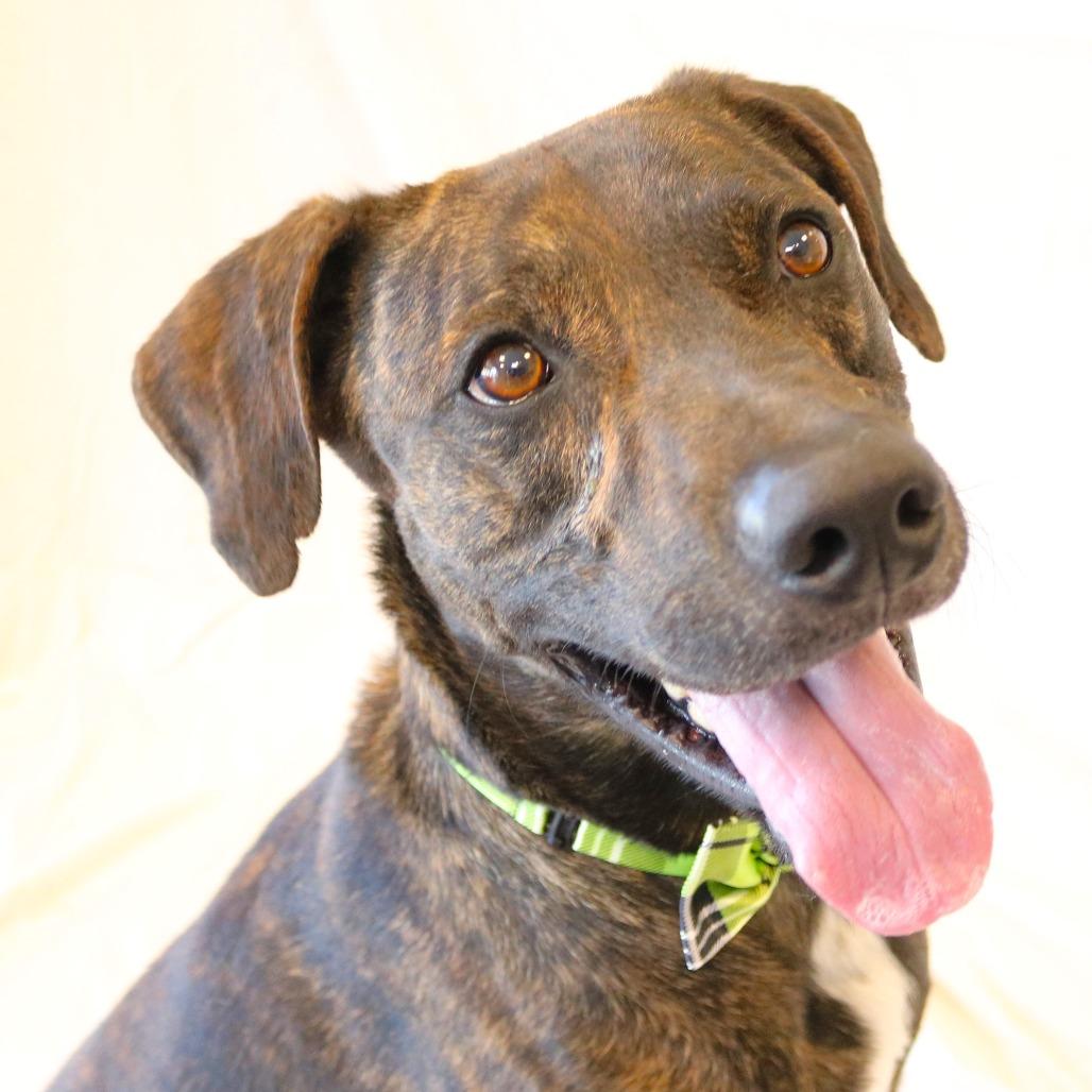 Bishop, a Adoptable mixed breed in Rifle, CO image 5/6