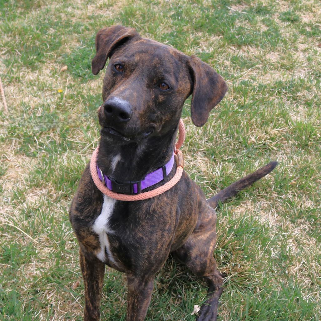 Enlarge Bishop, a Adoptable mixed breed in Rifle, CO image 4/4