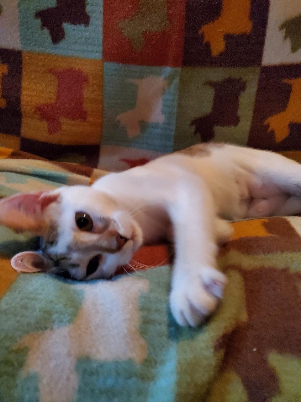 Bliss - Riley Fuzzel Petsmart