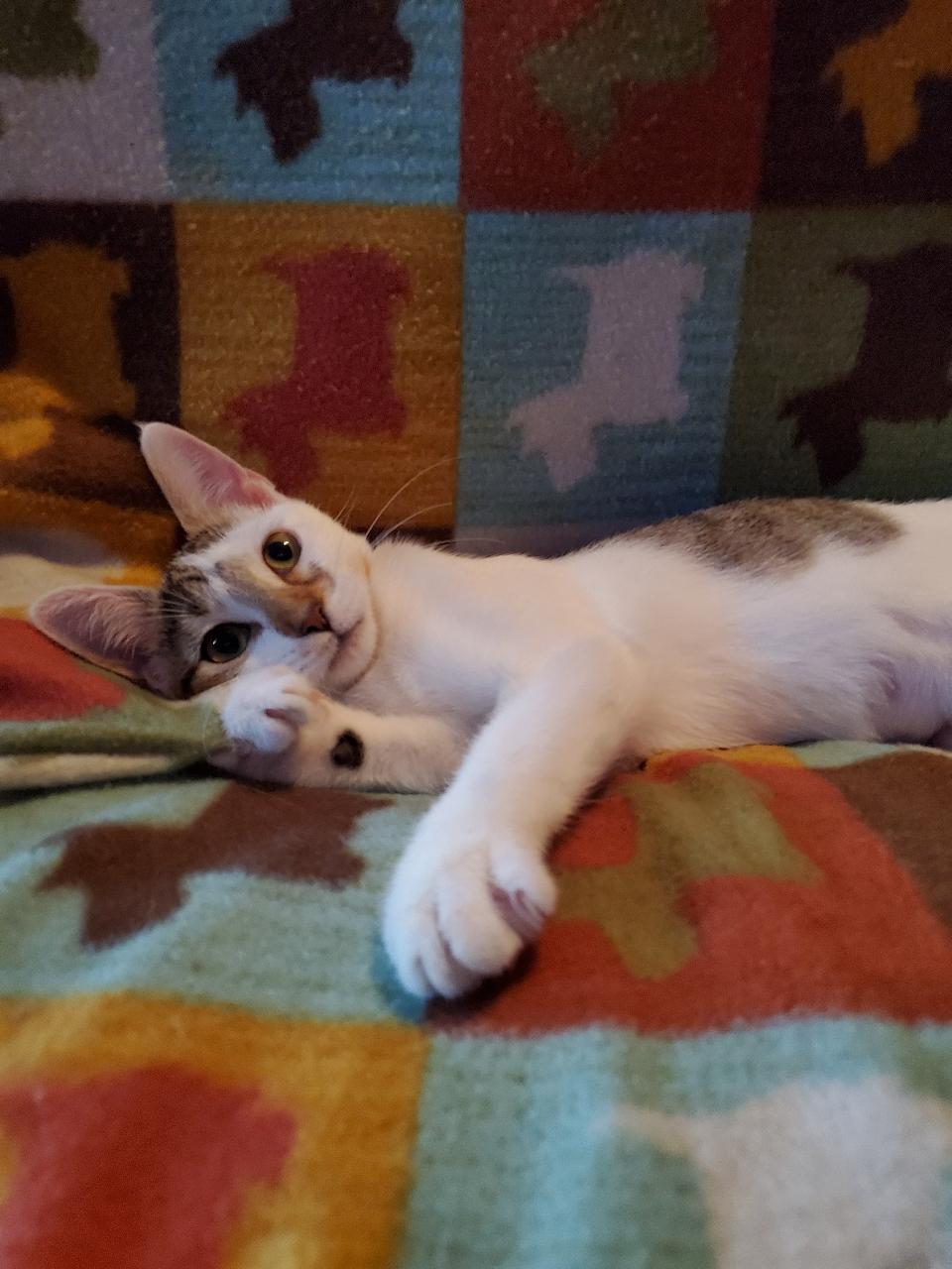 Bliss - Riley Fuzzel Petsmart