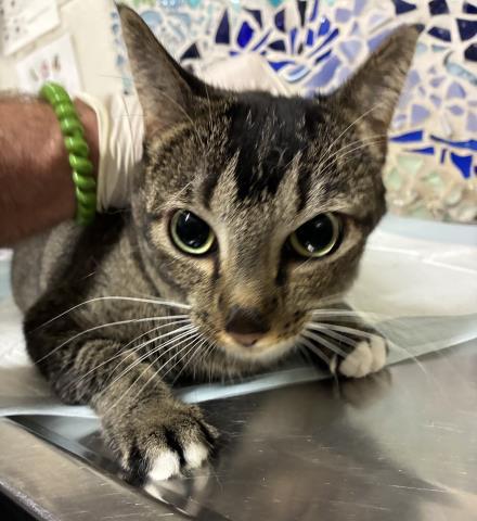 Enlarge CATERINA, a Adoptable Domestic Short Hair in Pensacola, FL image 1/1