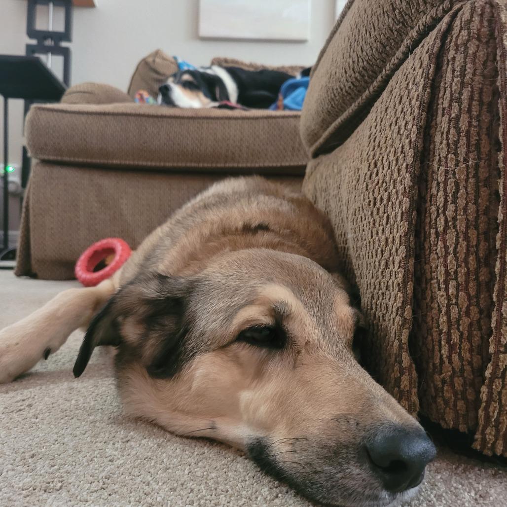 Sophie, Adoptable, Senior Female Shetland Sheepdog / Sheltie.