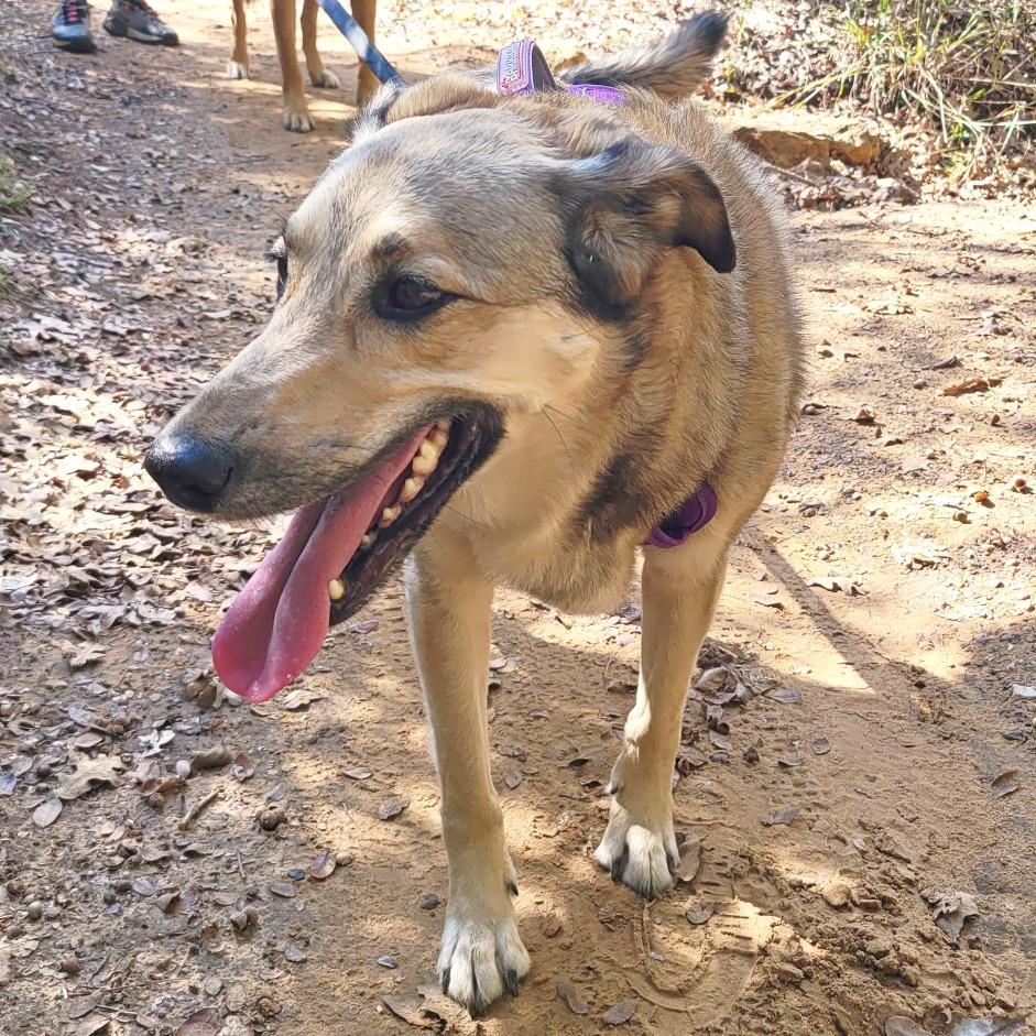 Enlarge Sophie, a Adoptable mixed breed in Flower Mound, TX image 3/5