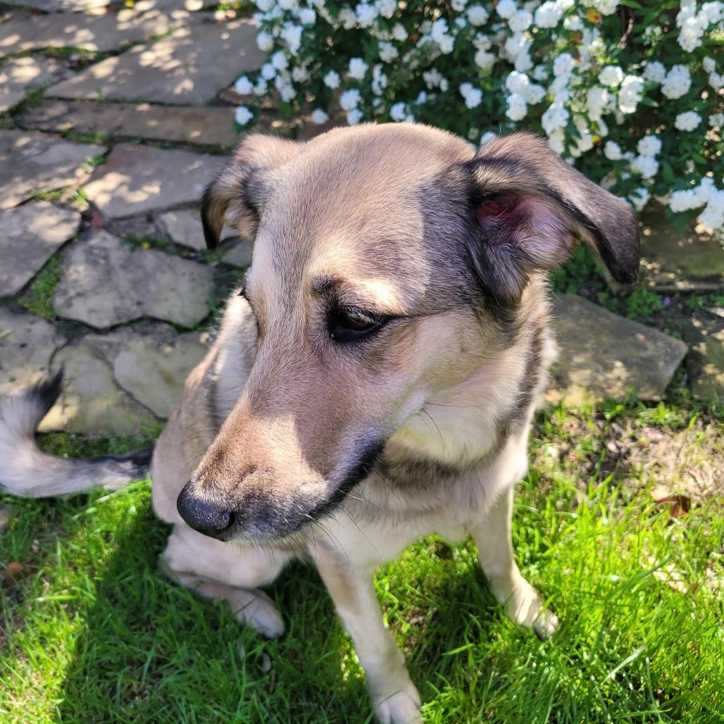Enlarge Sophie, a Adoptable mixed breed in Flower Mound, TX image 4/6