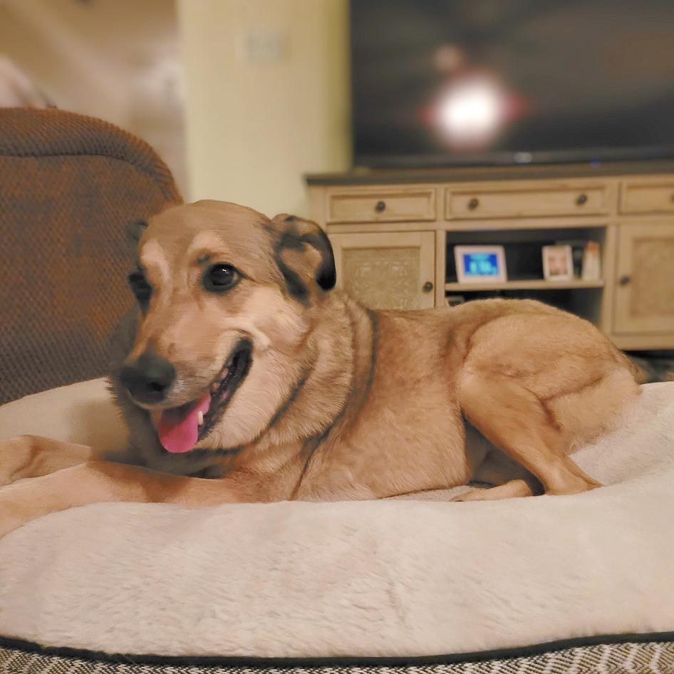 Enlarge Sophie, a Adoptable mixed breed in Flower Mound, TX image 4/5