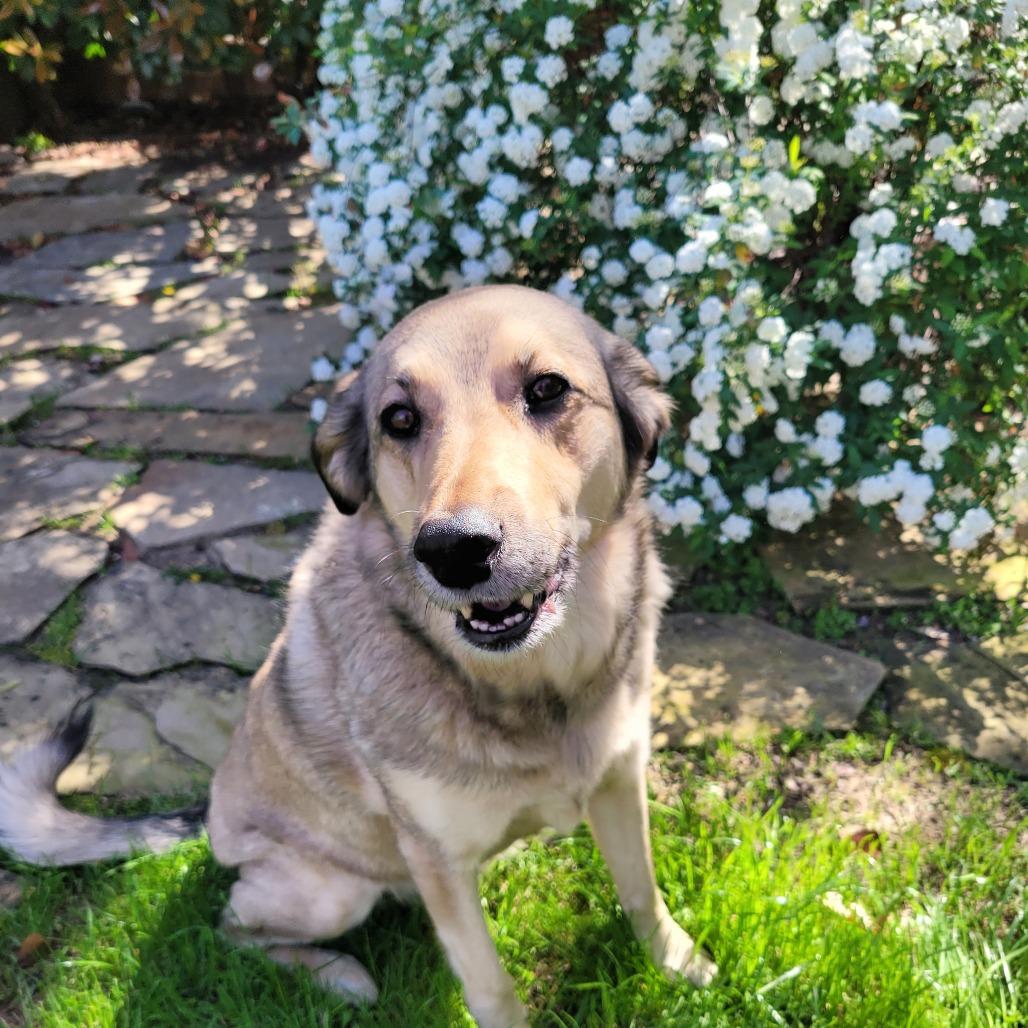 Enlarge Sophie, a Adoptable mixed breed in Flower Mound, TX image 6/6