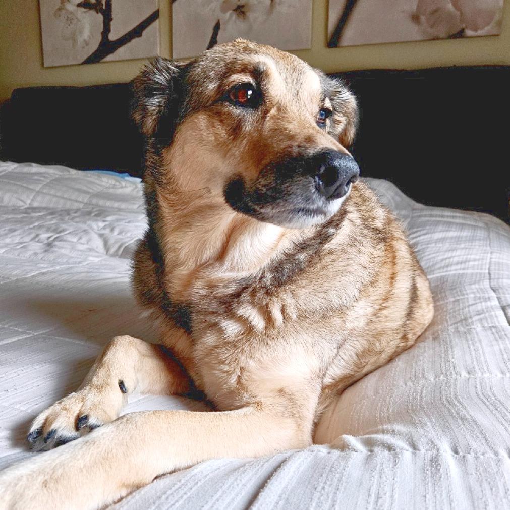 Enlarge Sophie, a Adoptable mixed breed in Flower Mound, TX image 2/6