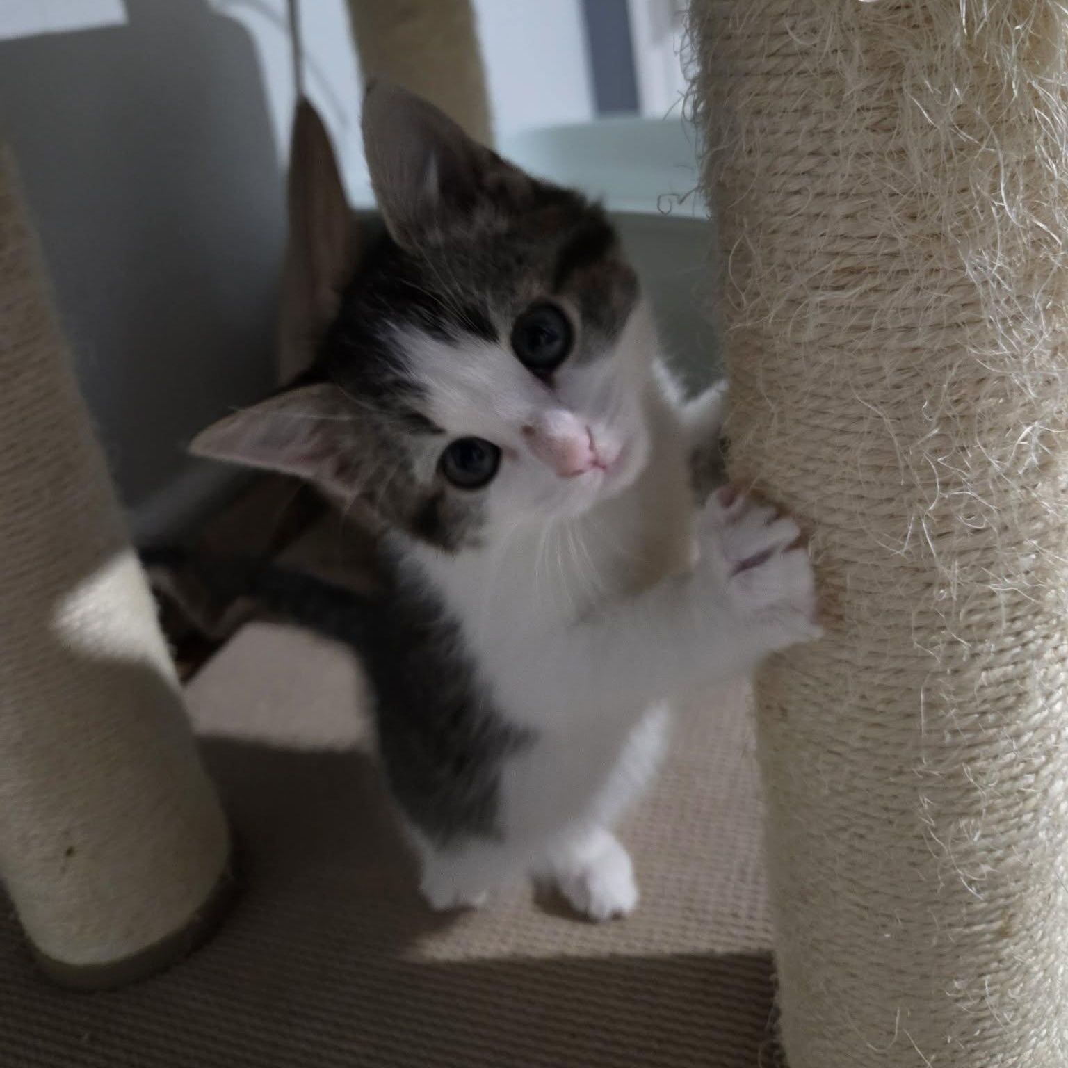 Enlarge FLUFF, a ADOPTABLE Domestic Medium Hair in Loveland, CO image 4/6