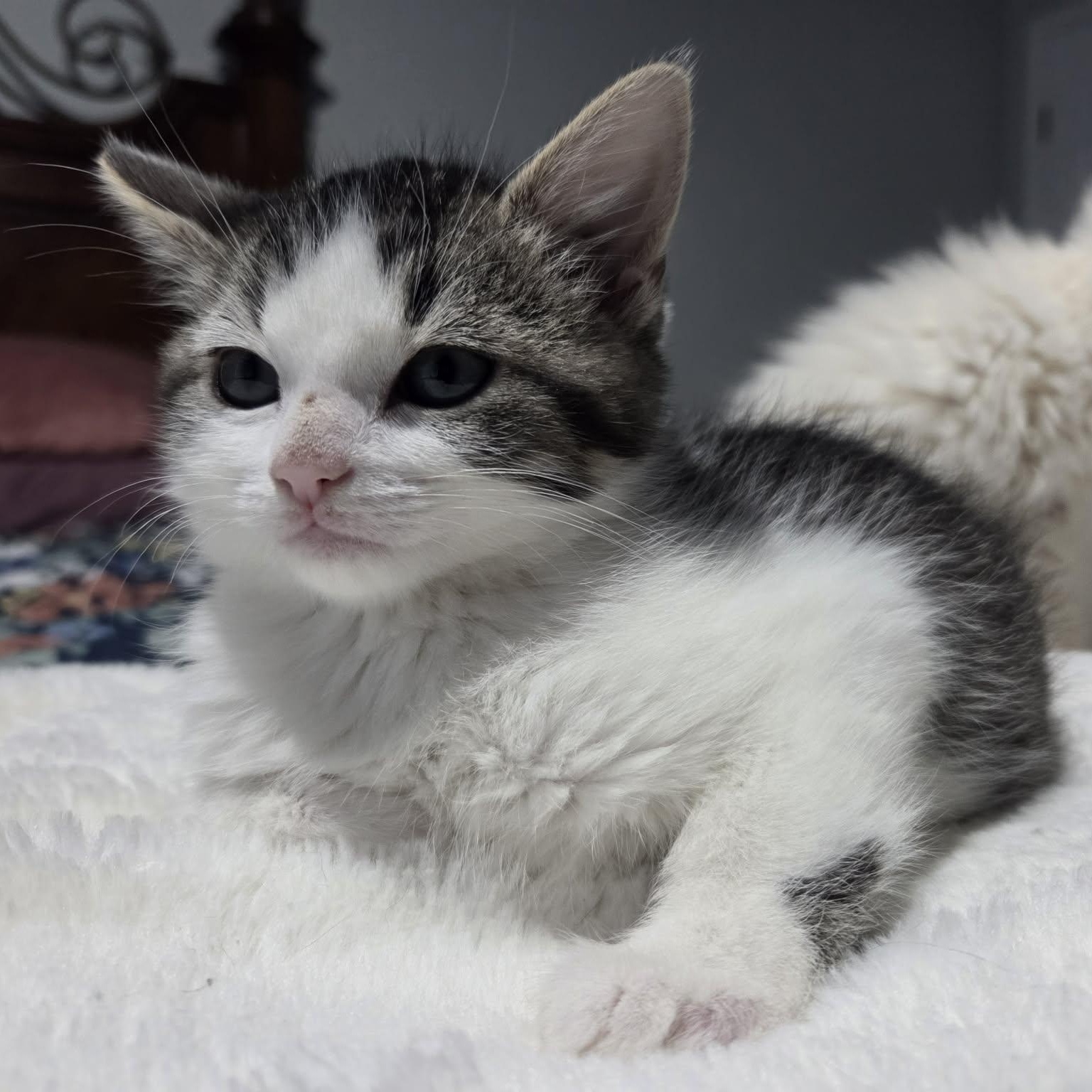 Enlarge FLUFF, a ADOPTABLE Domestic Medium Hair in Loveland, CO image 5/6