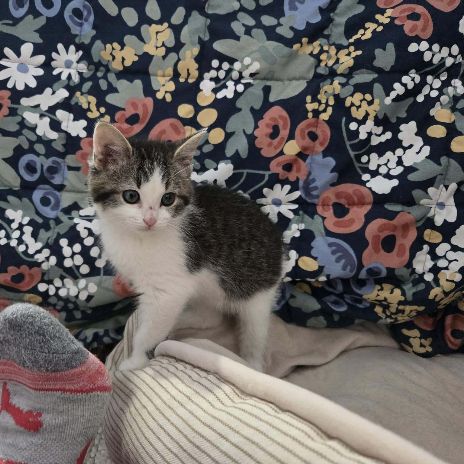 Enlarge FLUFF, a ADOPTABLE Domestic Medium Hair in Loveland, CO image 3/6