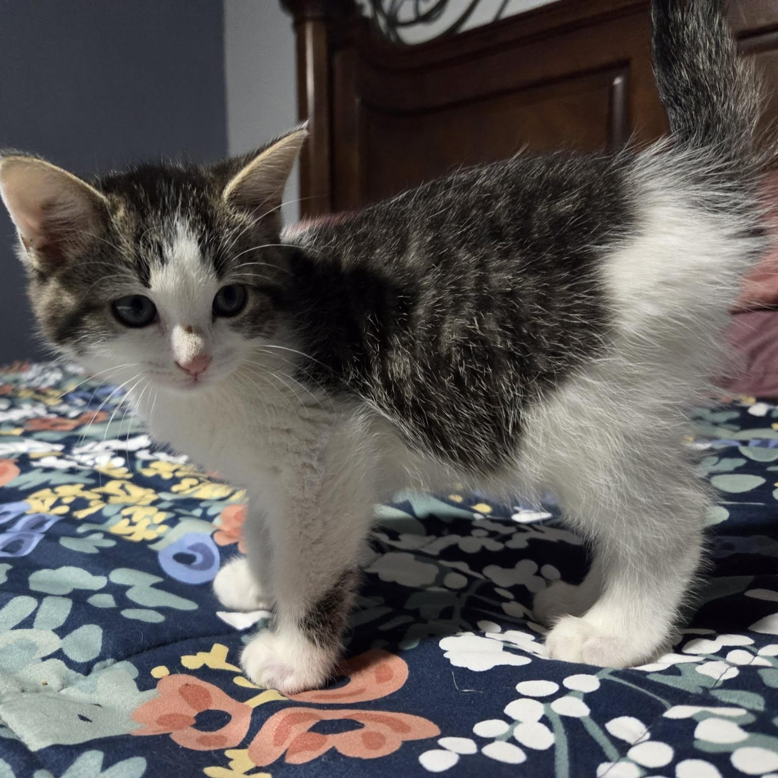 Enlarge FLUFF, a ADOPTABLE Domestic Medium Hair in Loveland, CO image 2/6