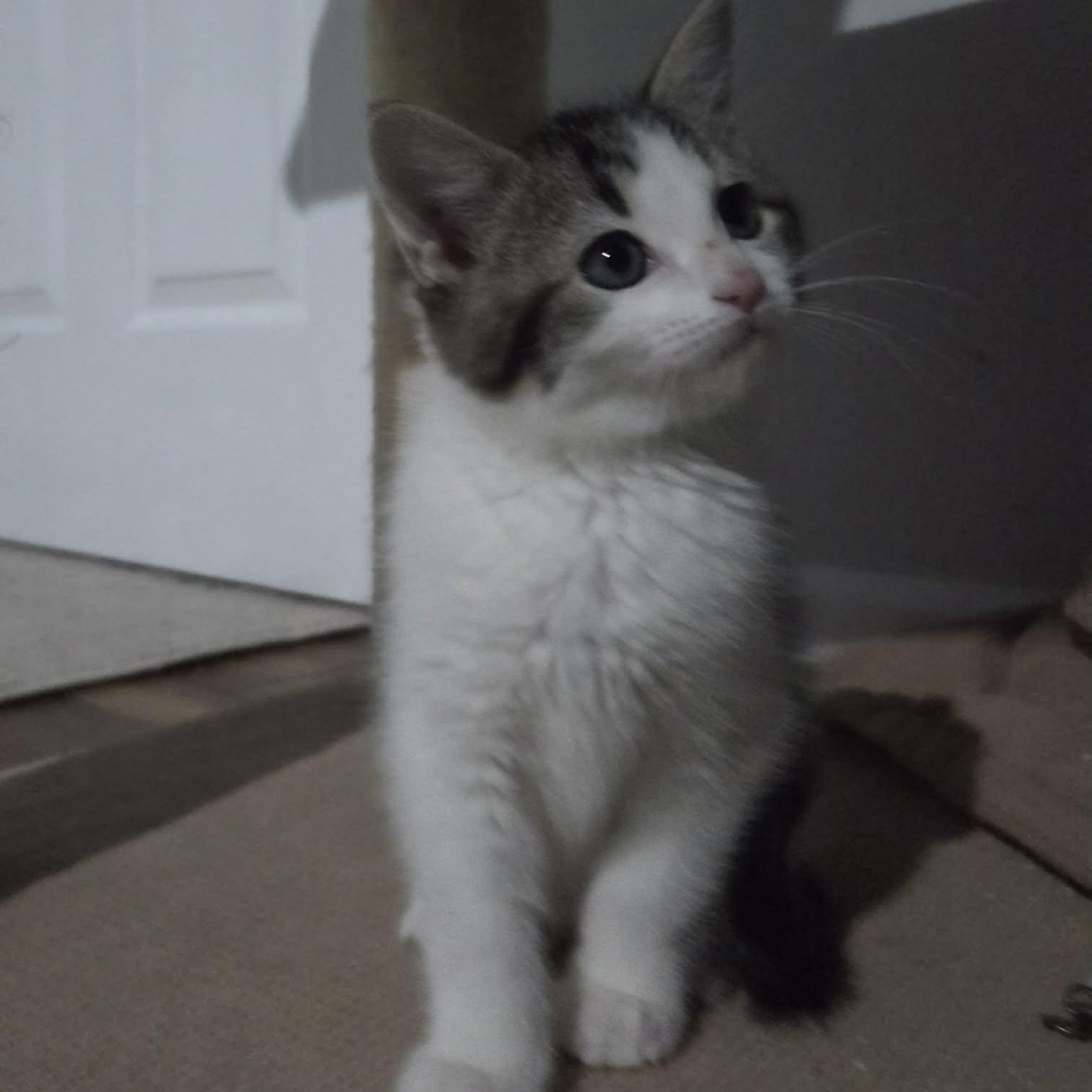 Enlarge FLUFF, a ADOPTABLE Domestic Medium Hair in Loveland, CO image 1/6