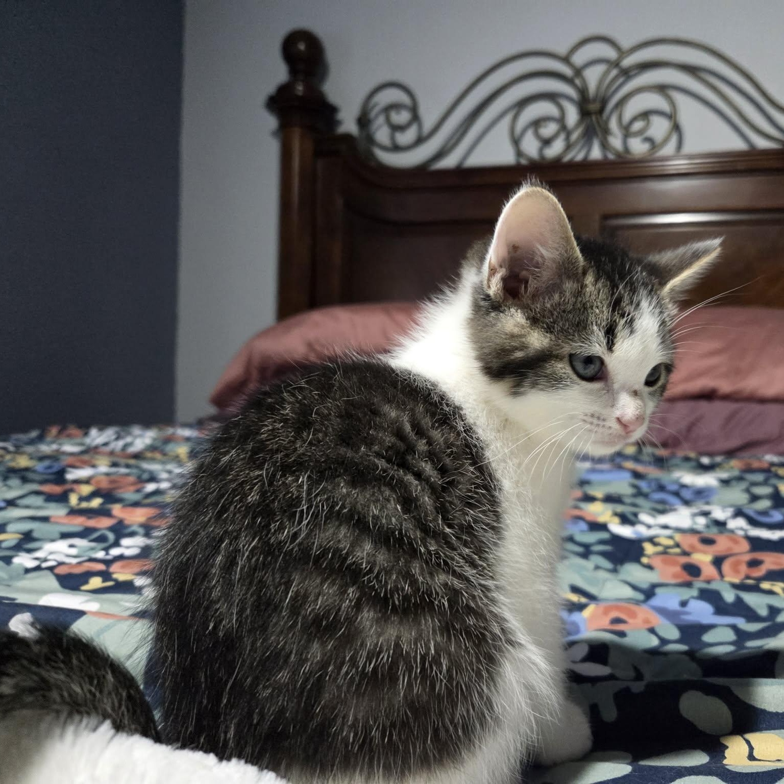 Enlarge FLUFF, a ADOPTABLE Domestic Medium Hair in Loveland, CO image 6/6