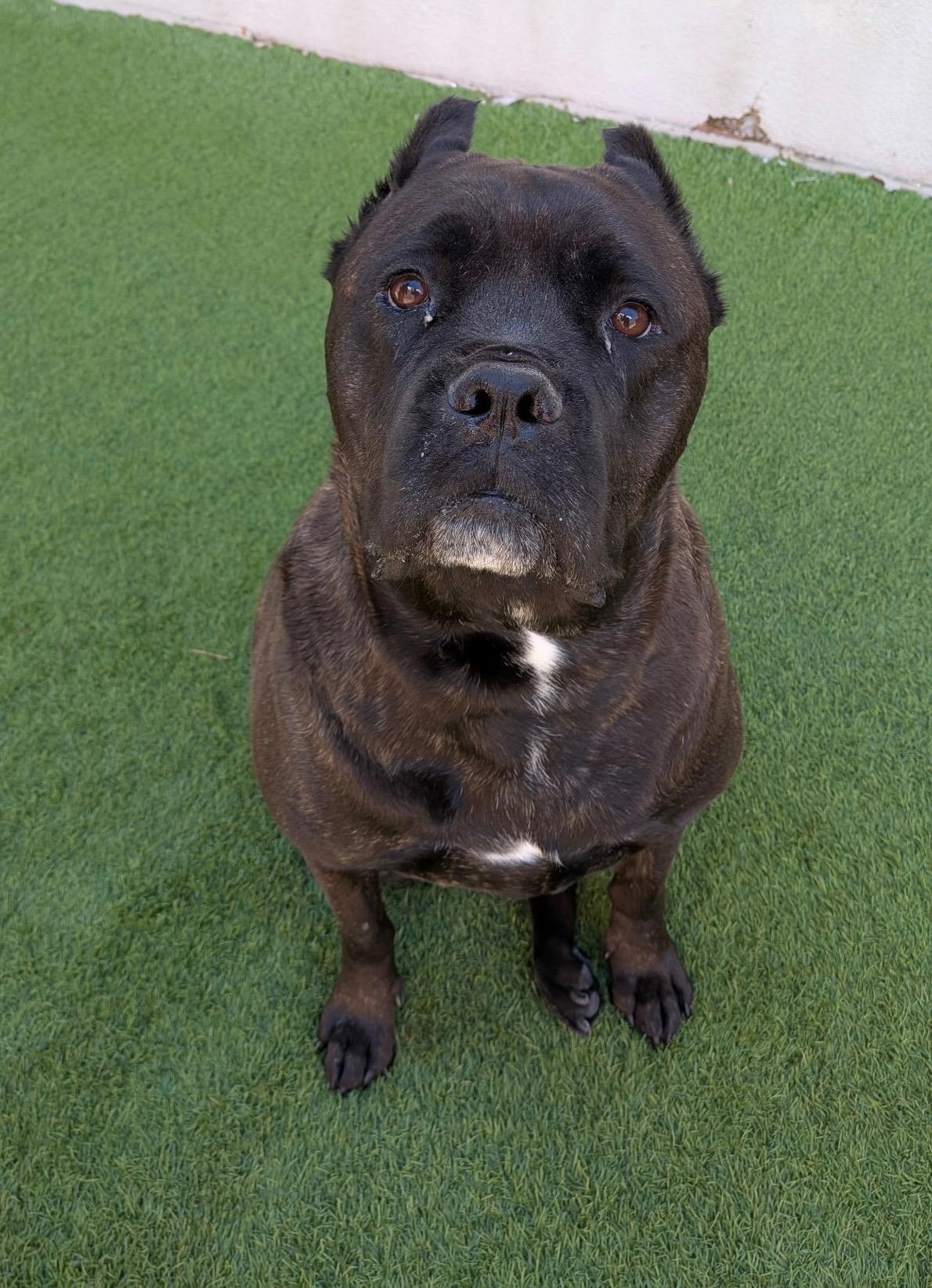 Enlarge Kayla , a ADOPTABLE mixed breed in Henderson, NV image 2/2