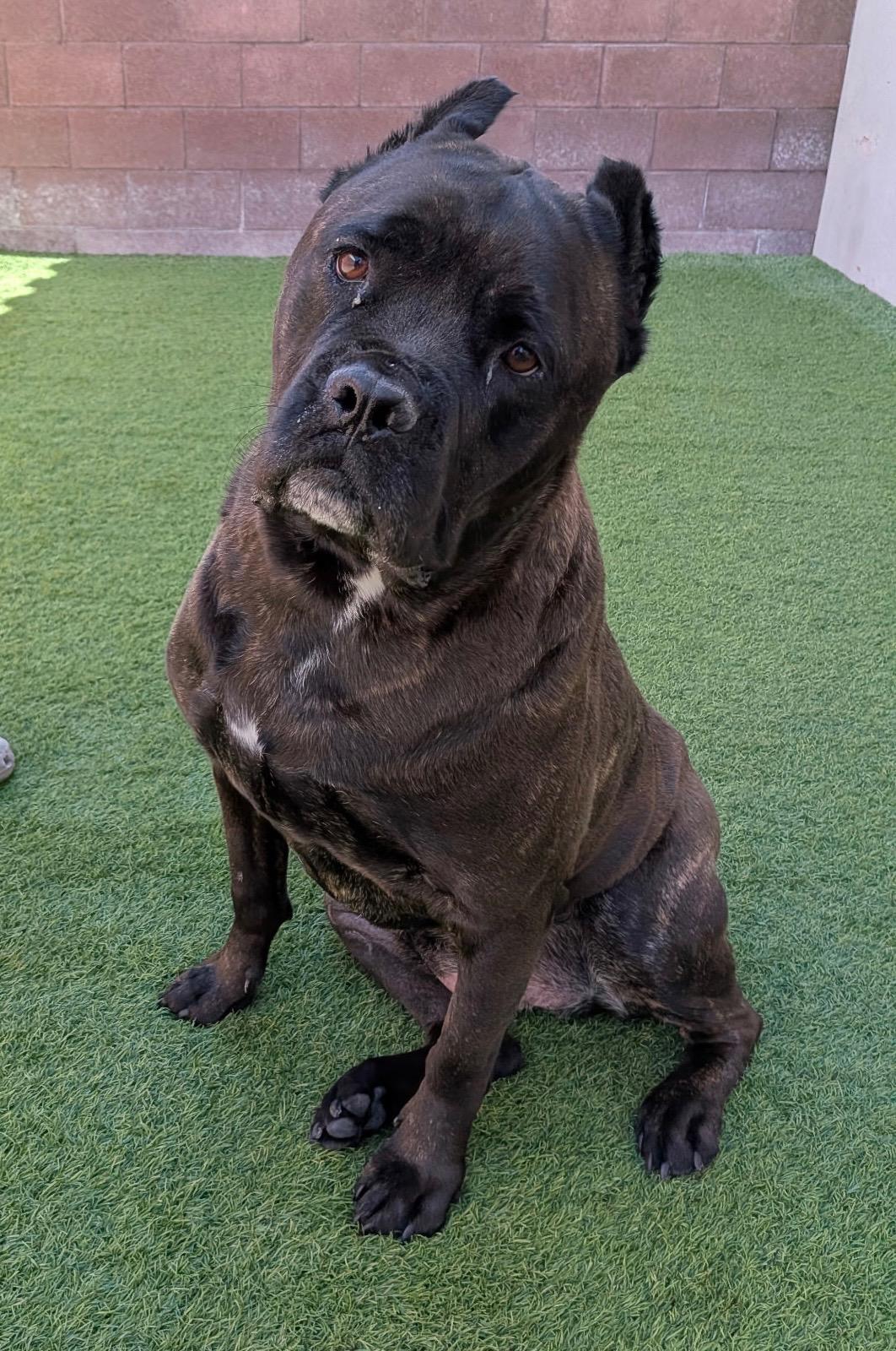 Kayla , ADOPTABLE, Adult Female Cane Corso.