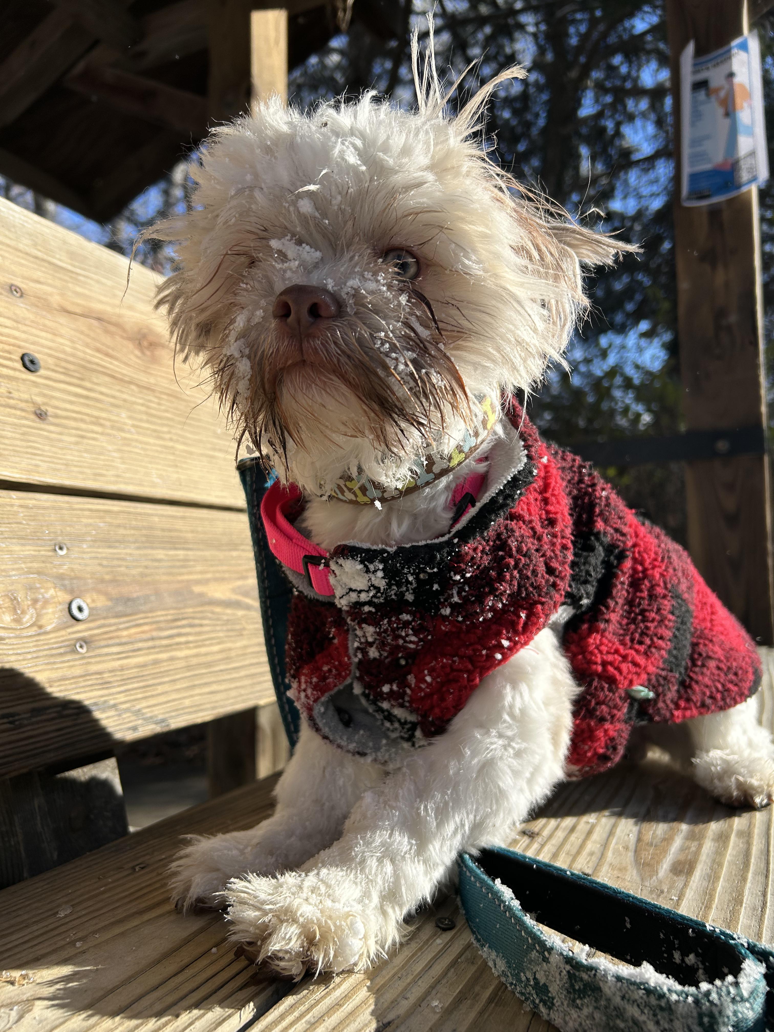 Timmy, adopted, Puppy Male Shih Tzu.