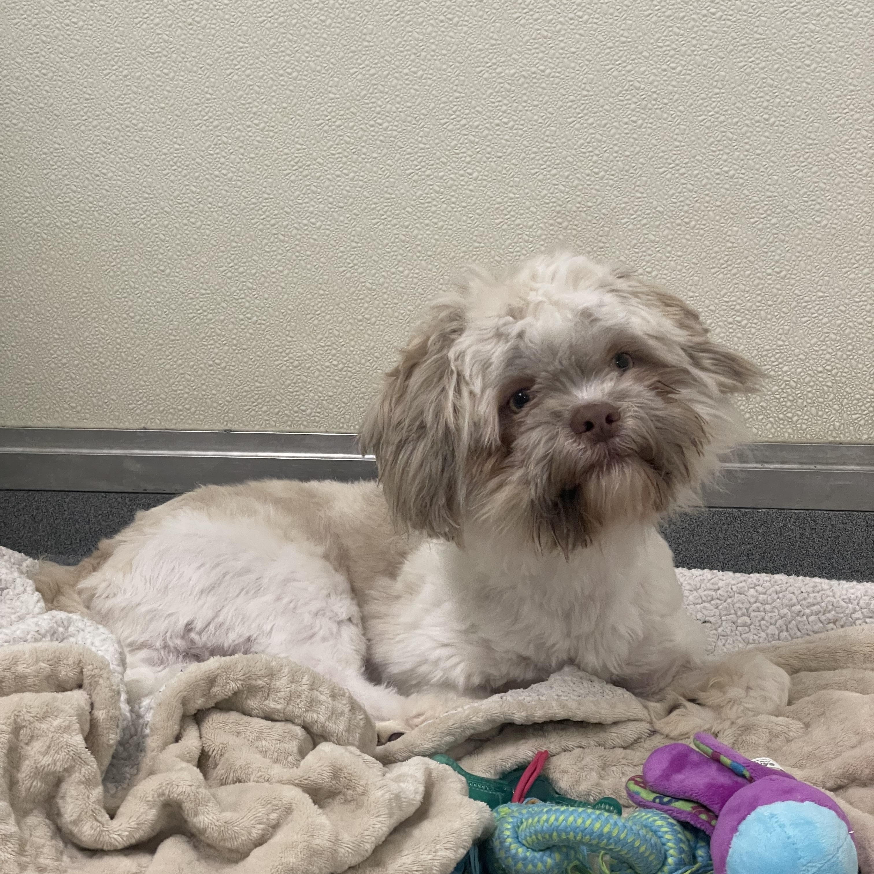 Timmy, an adopted mixed breed in Greenbelt, MD image 2/4