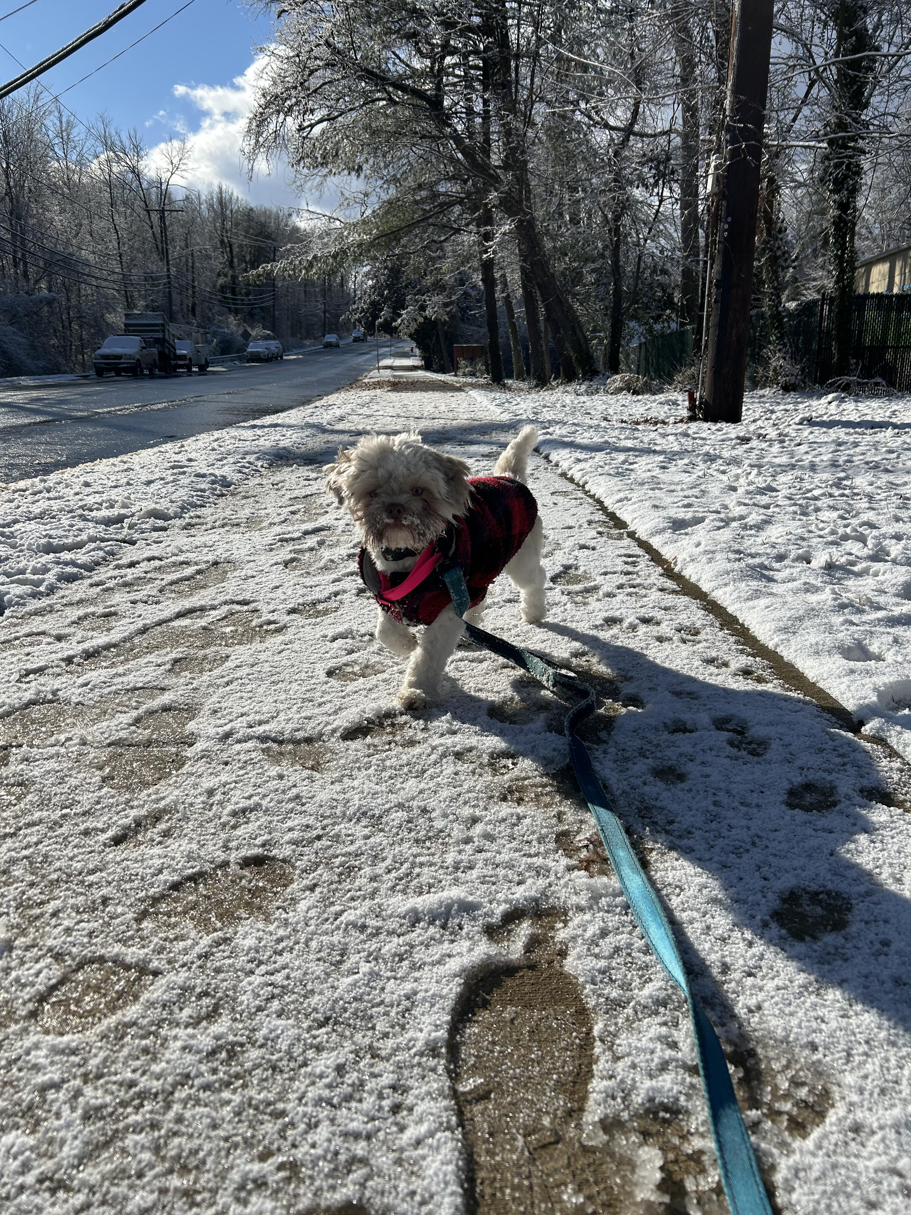 Timmy, an adopted mixed breed in Greenbelt, MD image 3/4