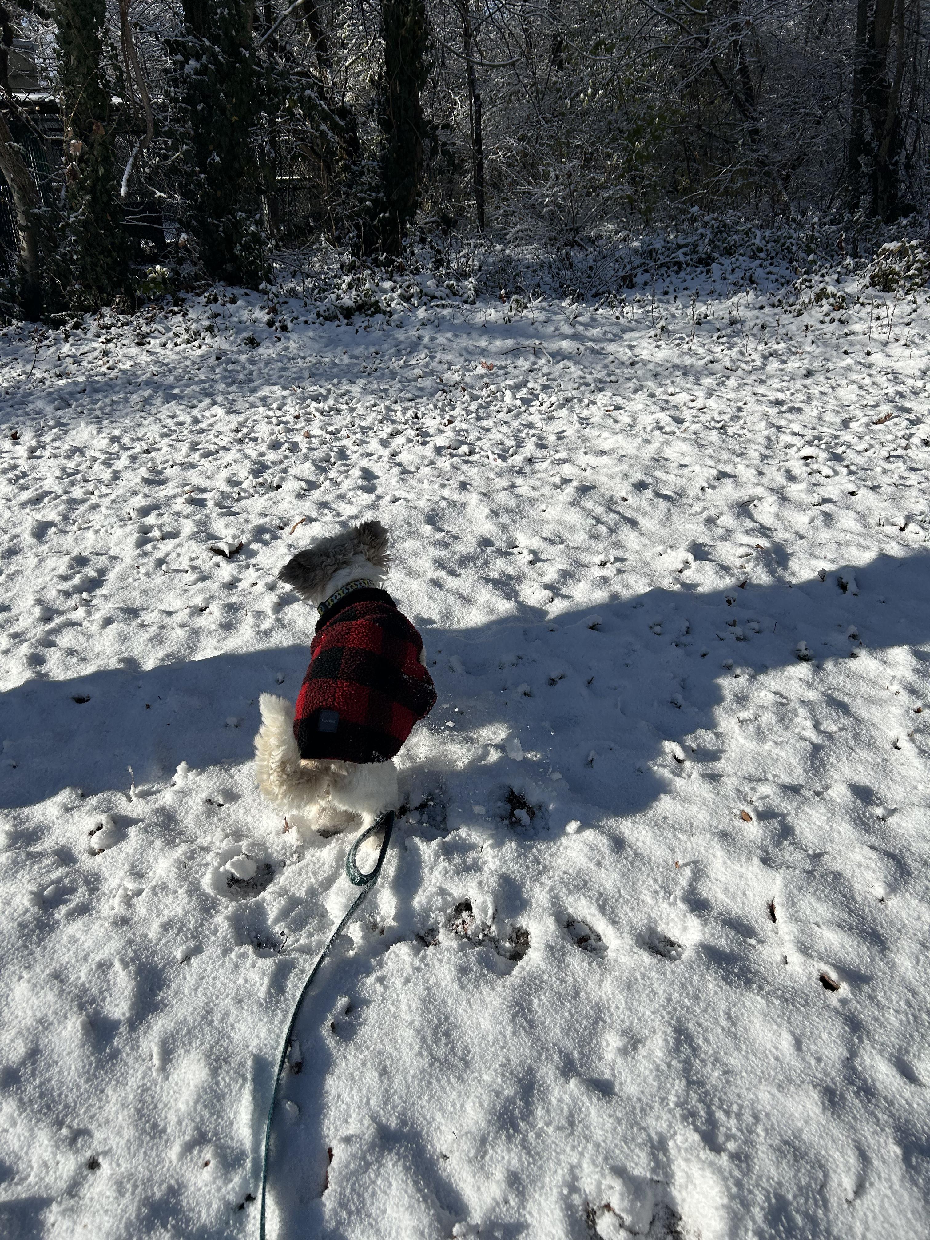 Timmy, an adopted mixed breed in Greenbelt, MD image 4/4