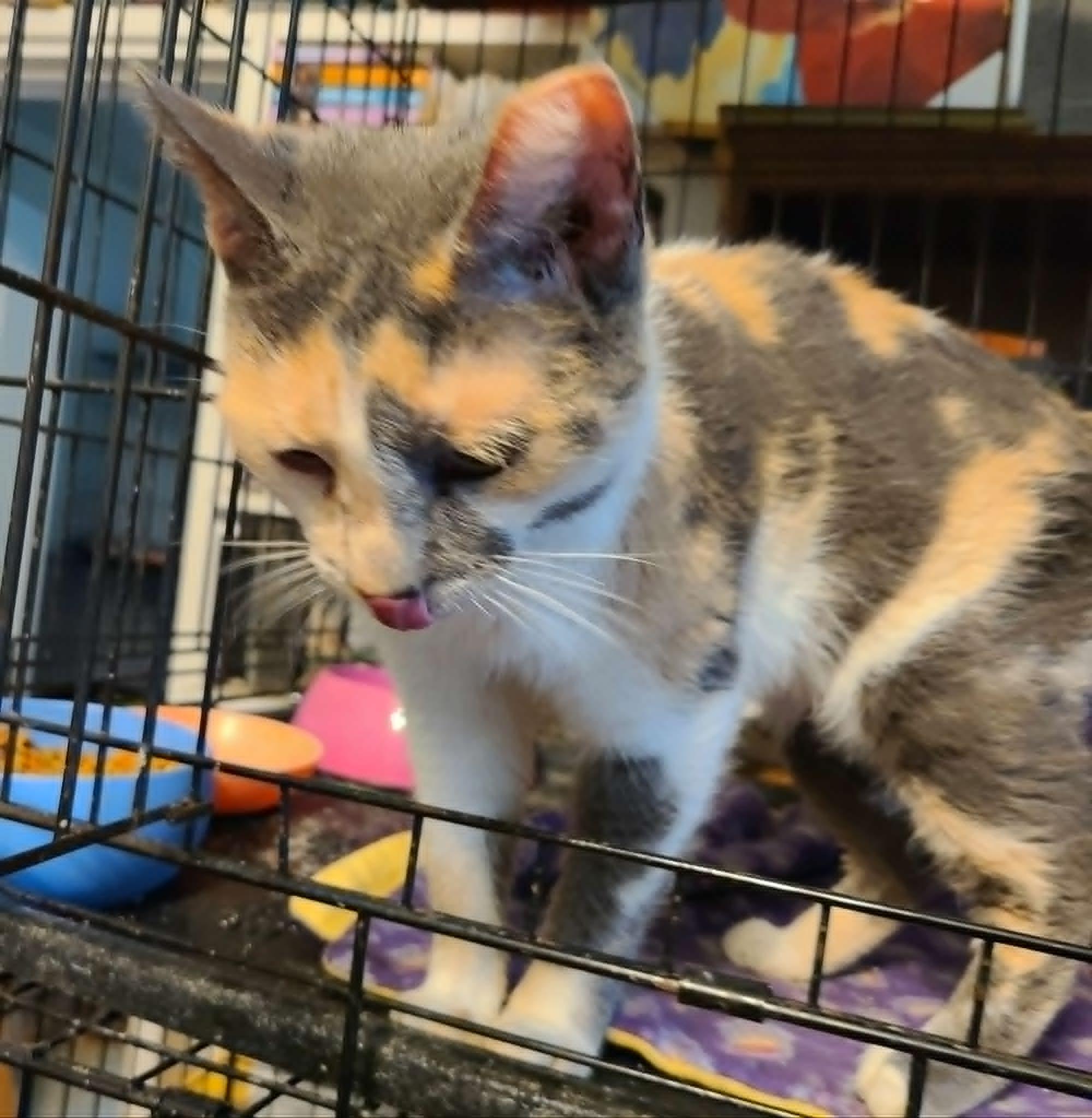 Enlarge Calliope, a ADOPTABLE Calico in Waynetown, IN image 2/5