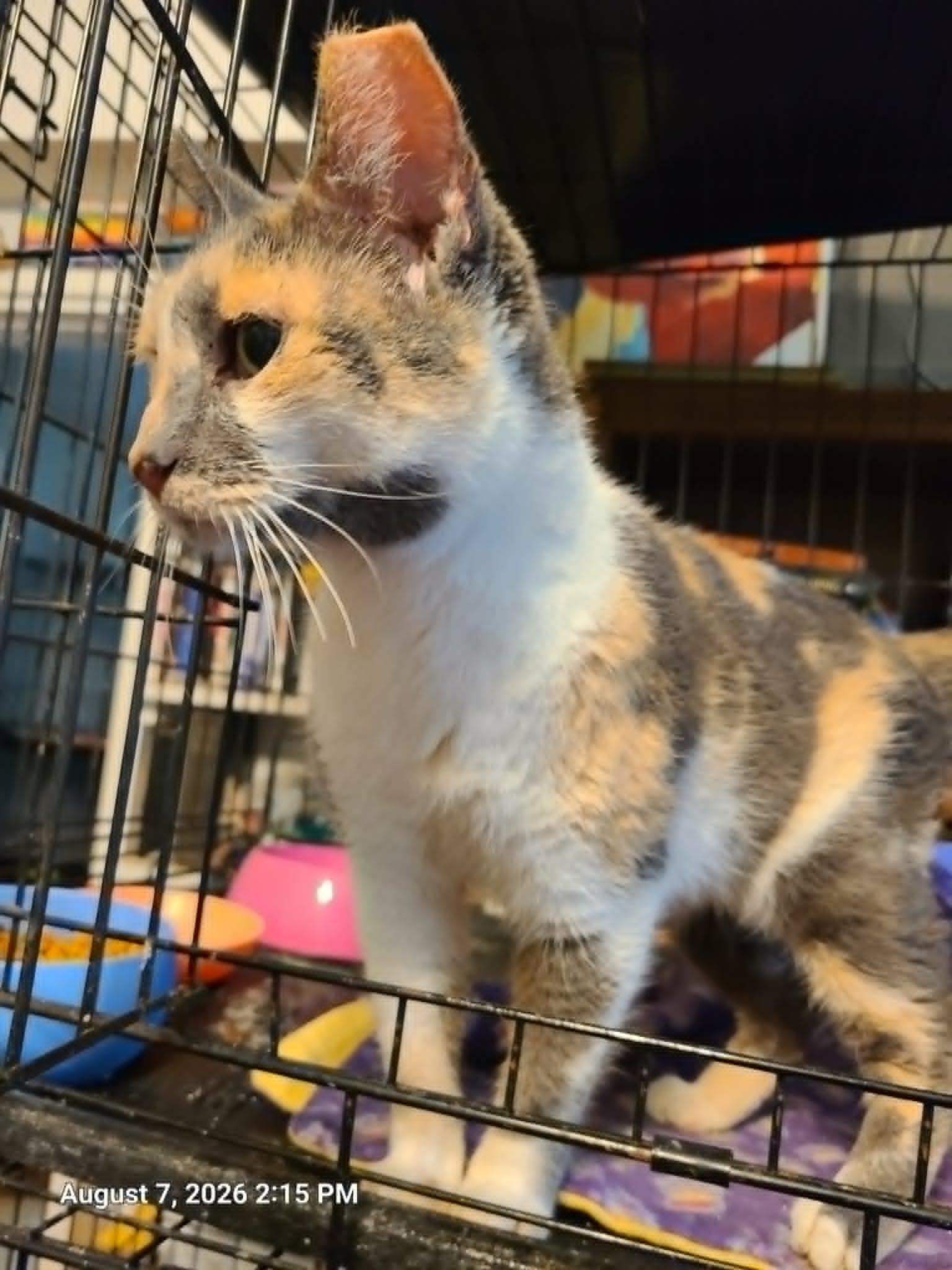 Calliope, ADOPTABLE, Adult Female Calico.