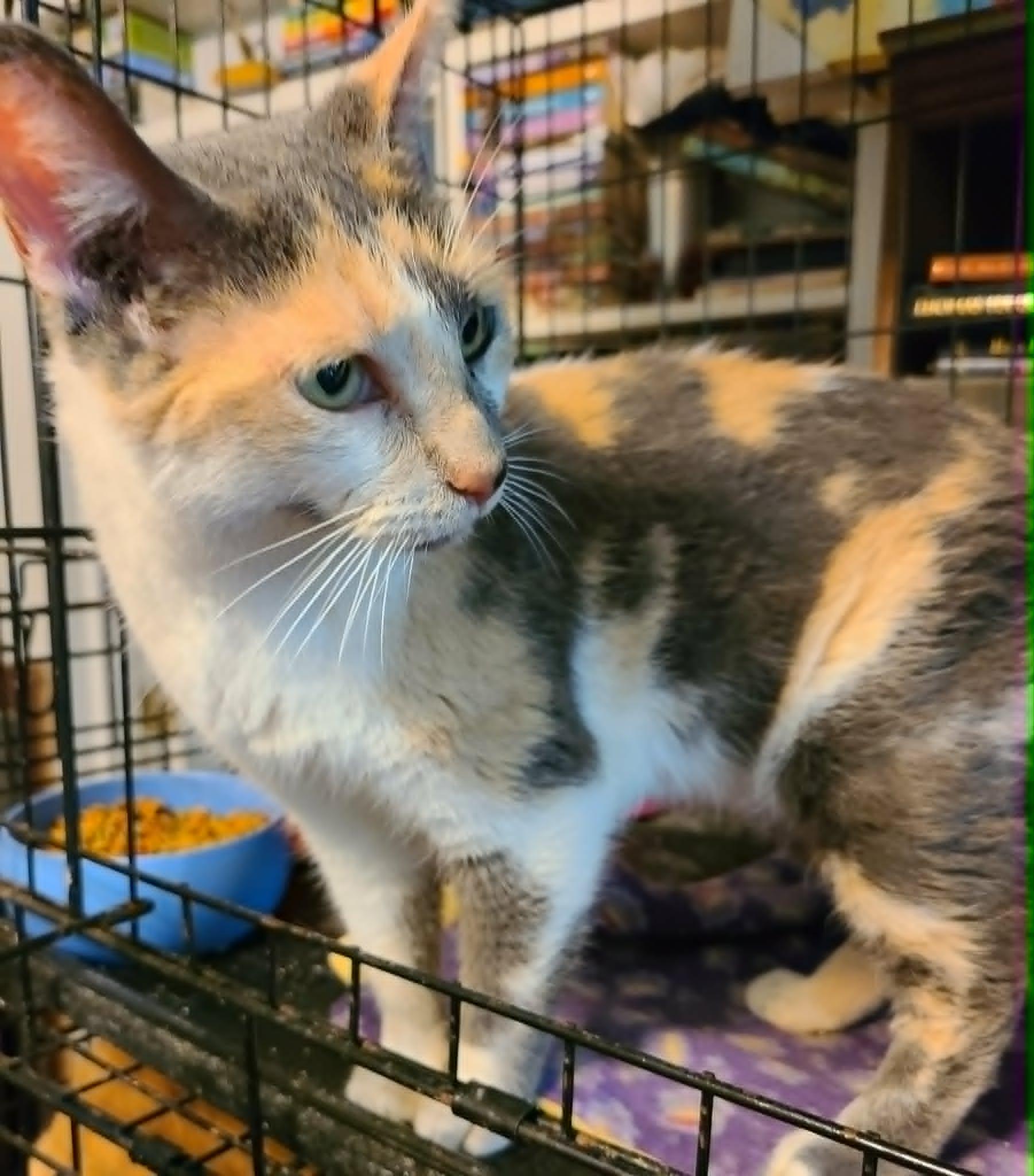 Enlarge Calliope, a ADOPTABLE Calico in Waynetown, IN image 4/5