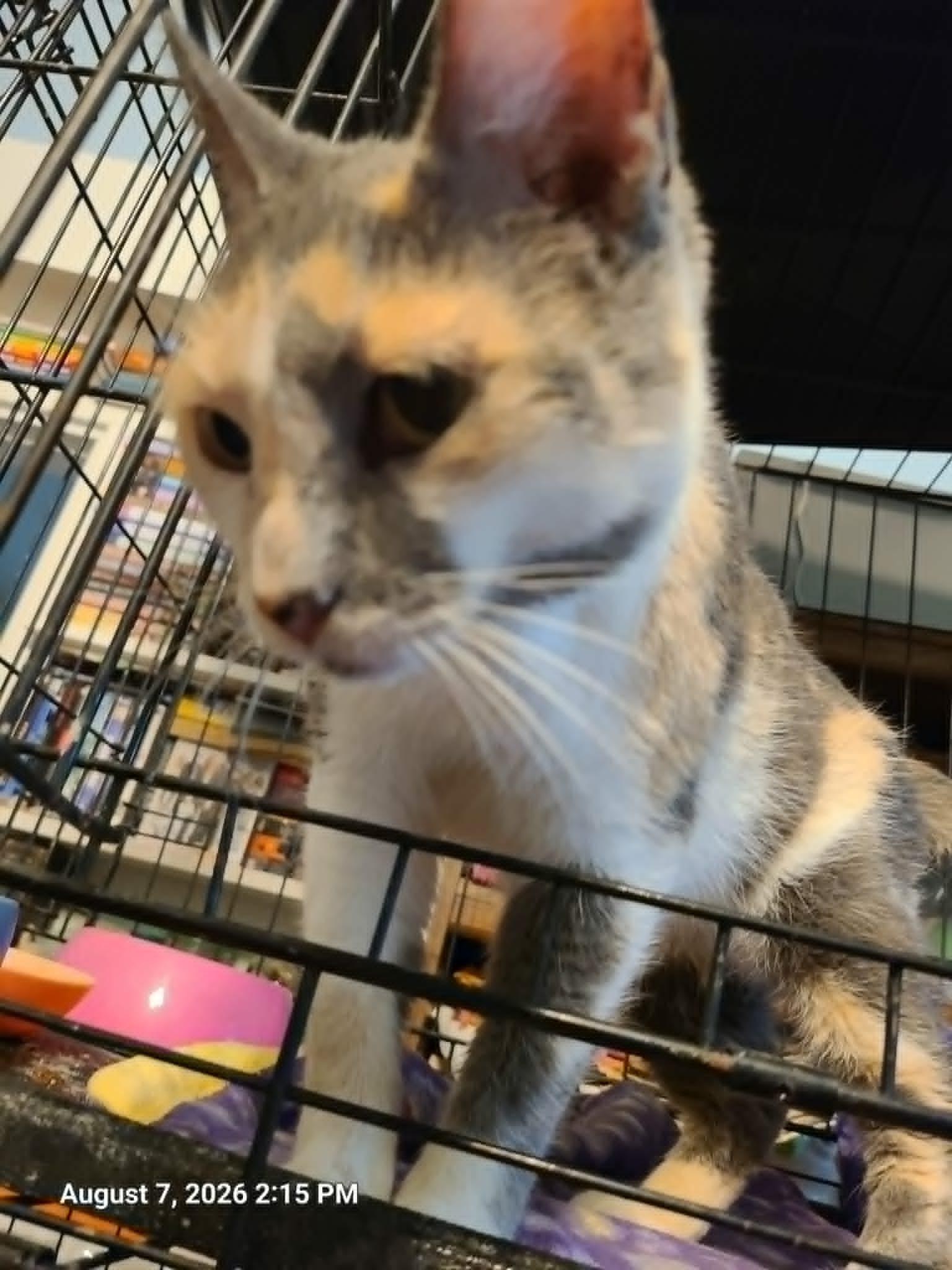 Enlarge Calliope, a ADOPTABLE Calico in Waynetown, IN image 5/5
