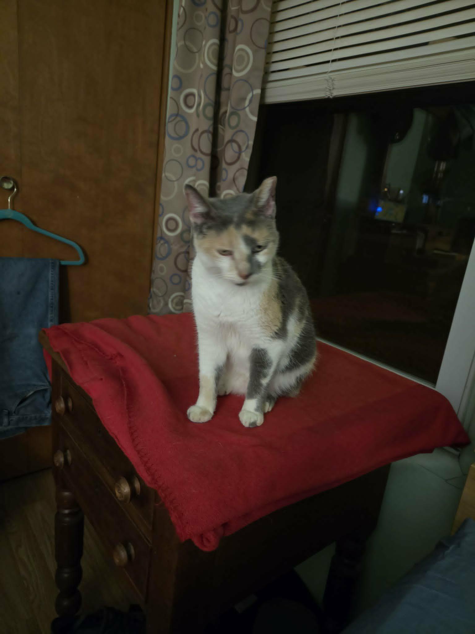 Enlarge Calliope, a ADOPTABLE Calico in Waynetown, IN image 3/5