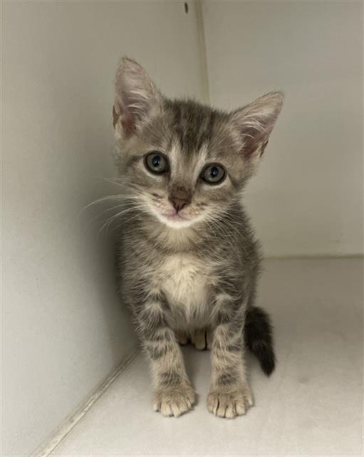 ANCHOR, Adoptable, Young Female Domestic Short Hair.