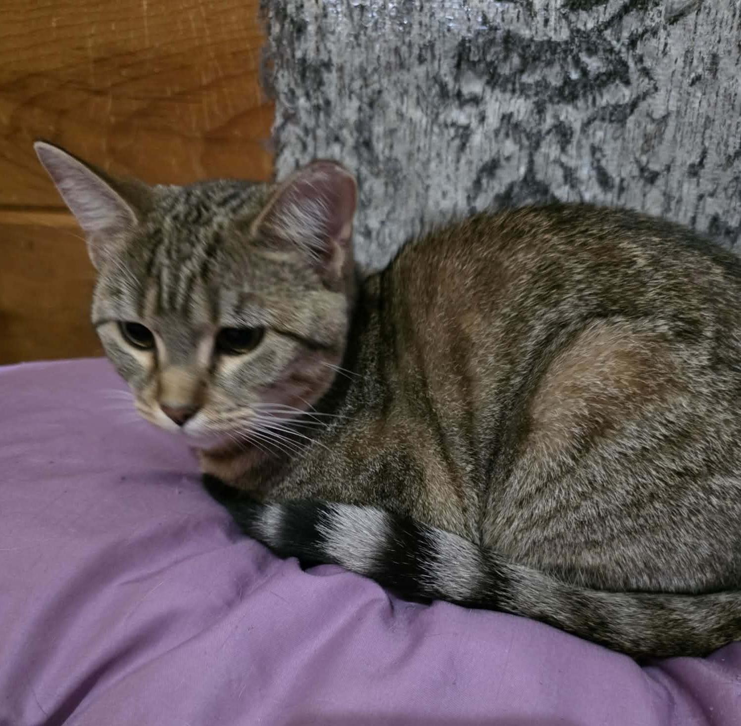 Enlarge Gabby & Delilah (sisters), an adopted Domestic Short Hair in Chattanooga, TN image 2/2