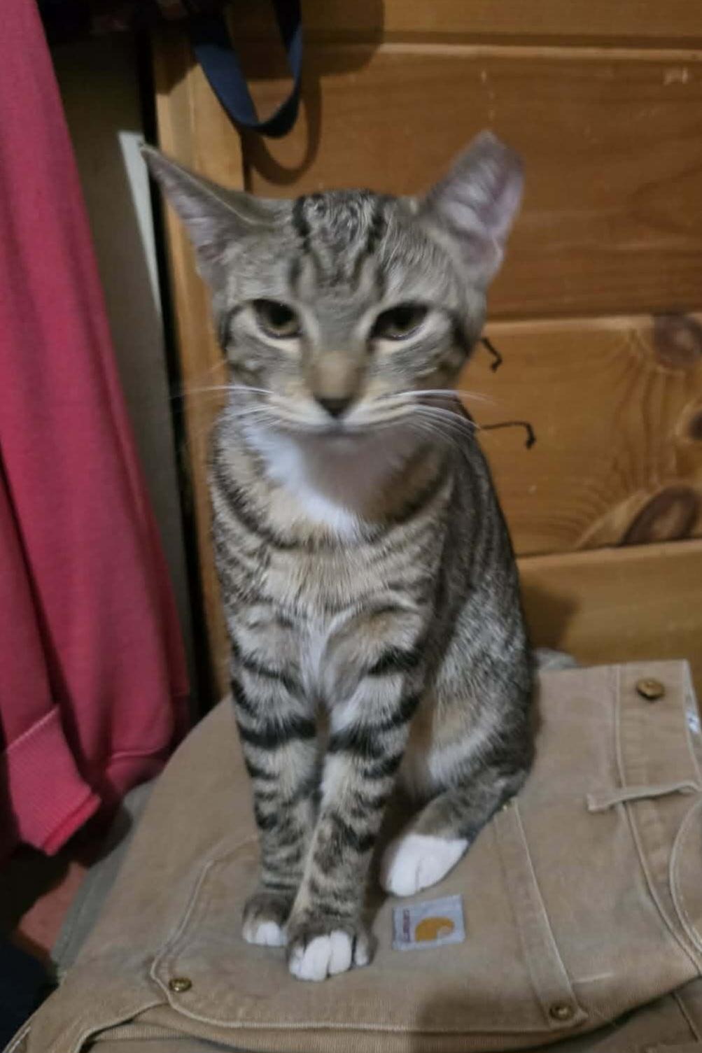 Gabby & Delilah (sisters), adopted, Young Female Domestic Short Hair.