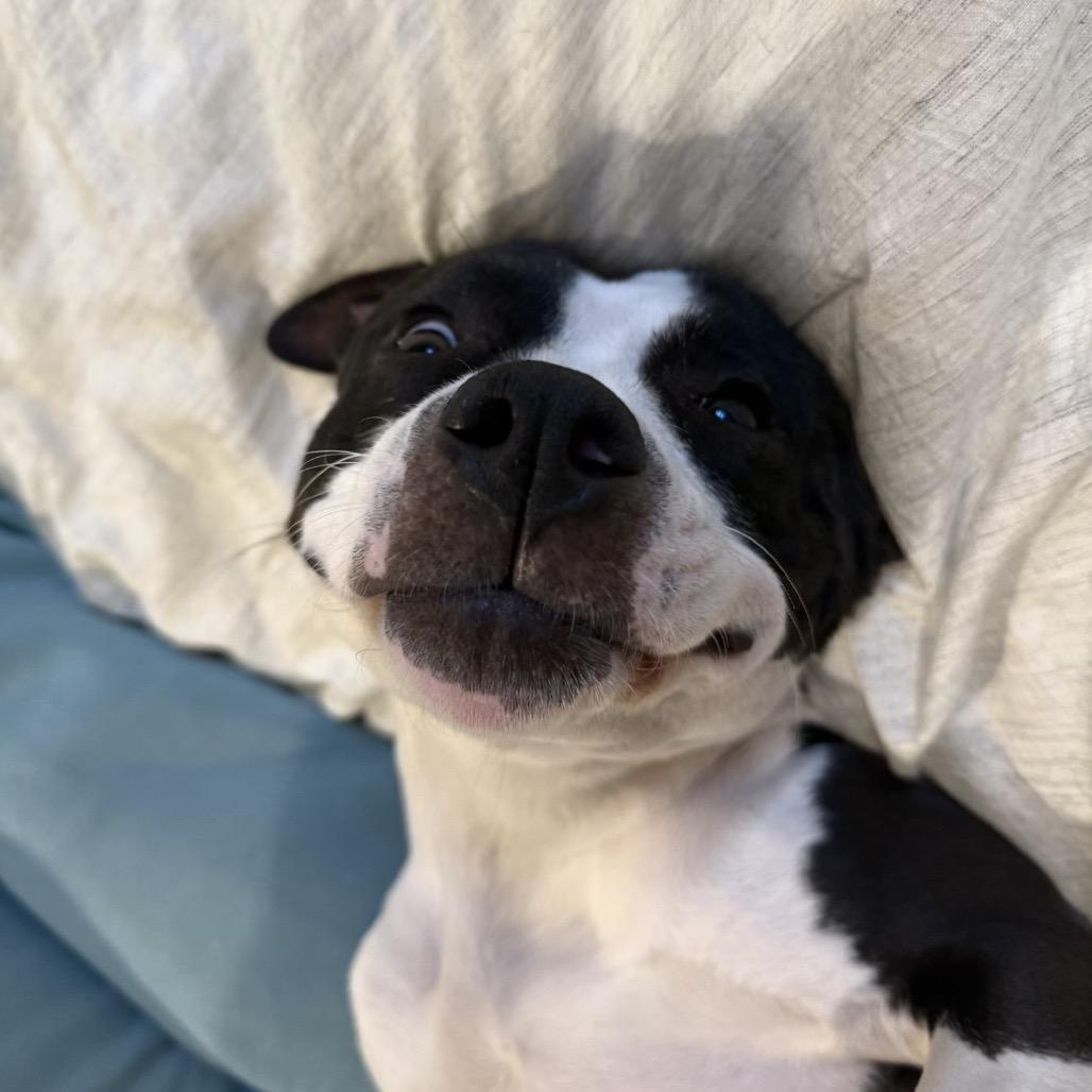 Lia (Sparrow), Adoptable, Adult Female Pit Bull Terrier.