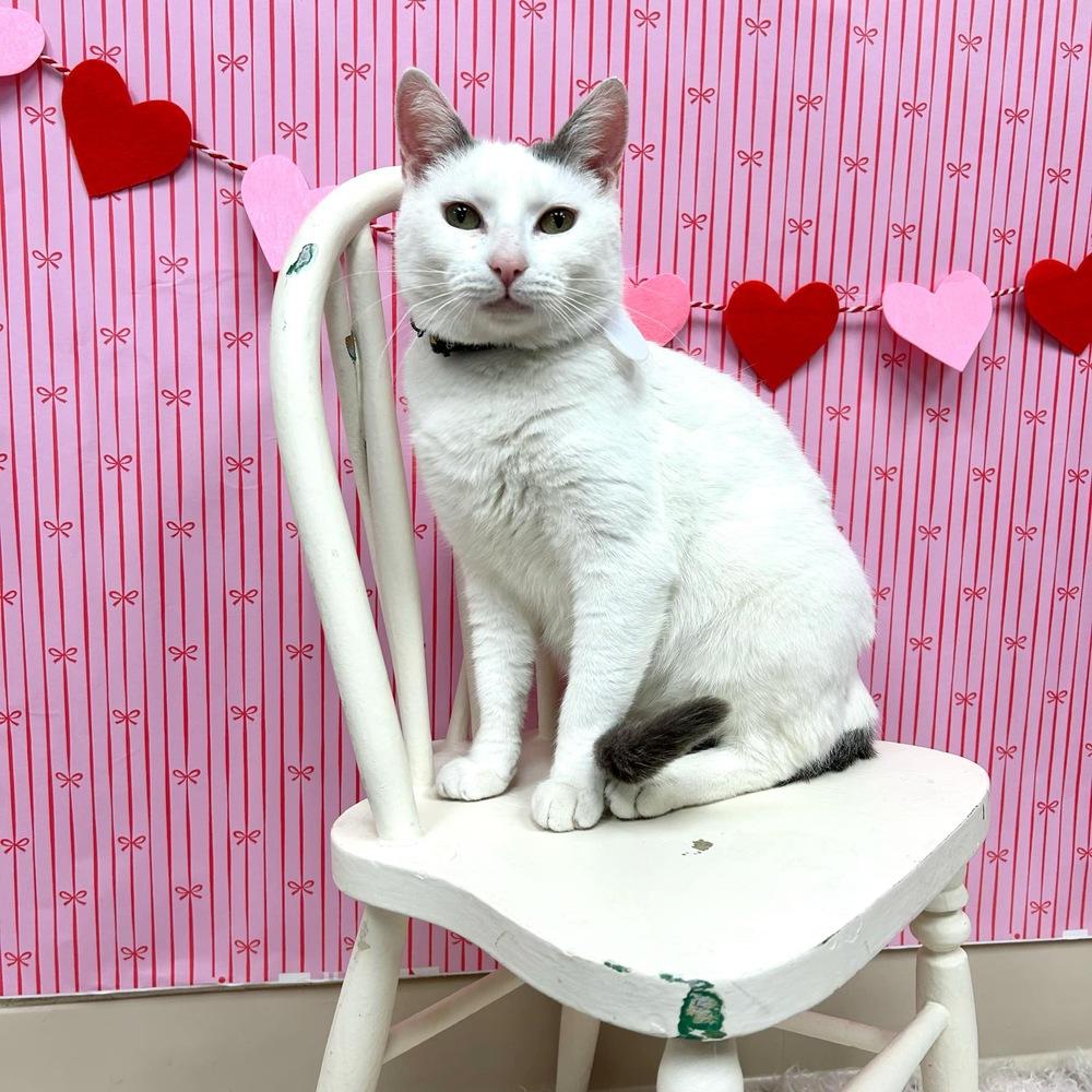 Chanel, Adoptable, Adult Female Domestic Short Hair.