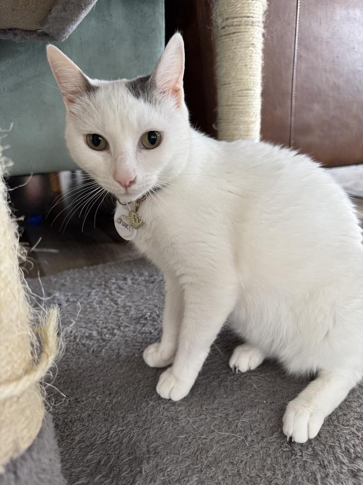 Enlarge Chanel, a Adoptable mixed breed in tucson, AZ image 2/6