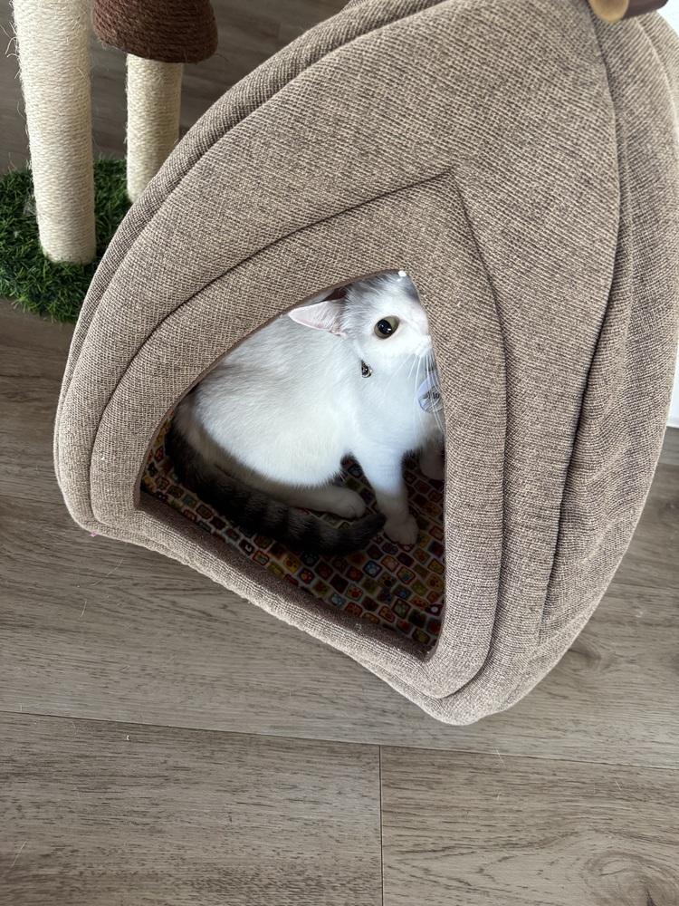 Enlarge Chanel, a Adoptable mixed breed in tucson, AZ image 3/6