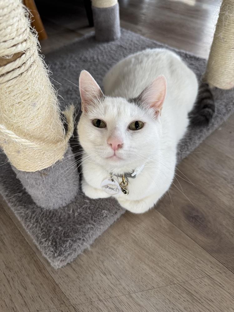 Enlarge Chanel, a Adoptable mixed breed in tucson, AZ image 4/6