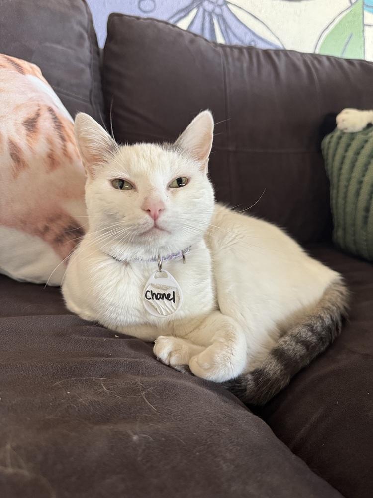 Chanel, a Adoptable mixed breed in tucson, AZ image 3/6