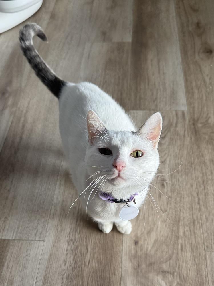 Chanel — thumbnail 4