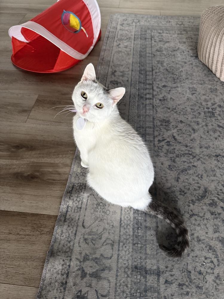 Chanel — thumbnail 5