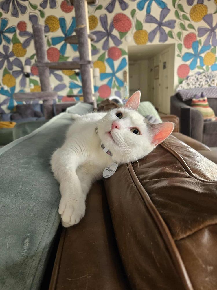 Enlarge Chanel, a Adoptable mixed breed in tucson, AZ image 5/6