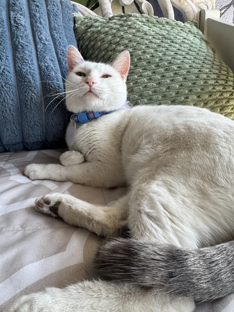 Enlarge Chanel, a Adoptable mixed breed in tucson, AZ image 6/6