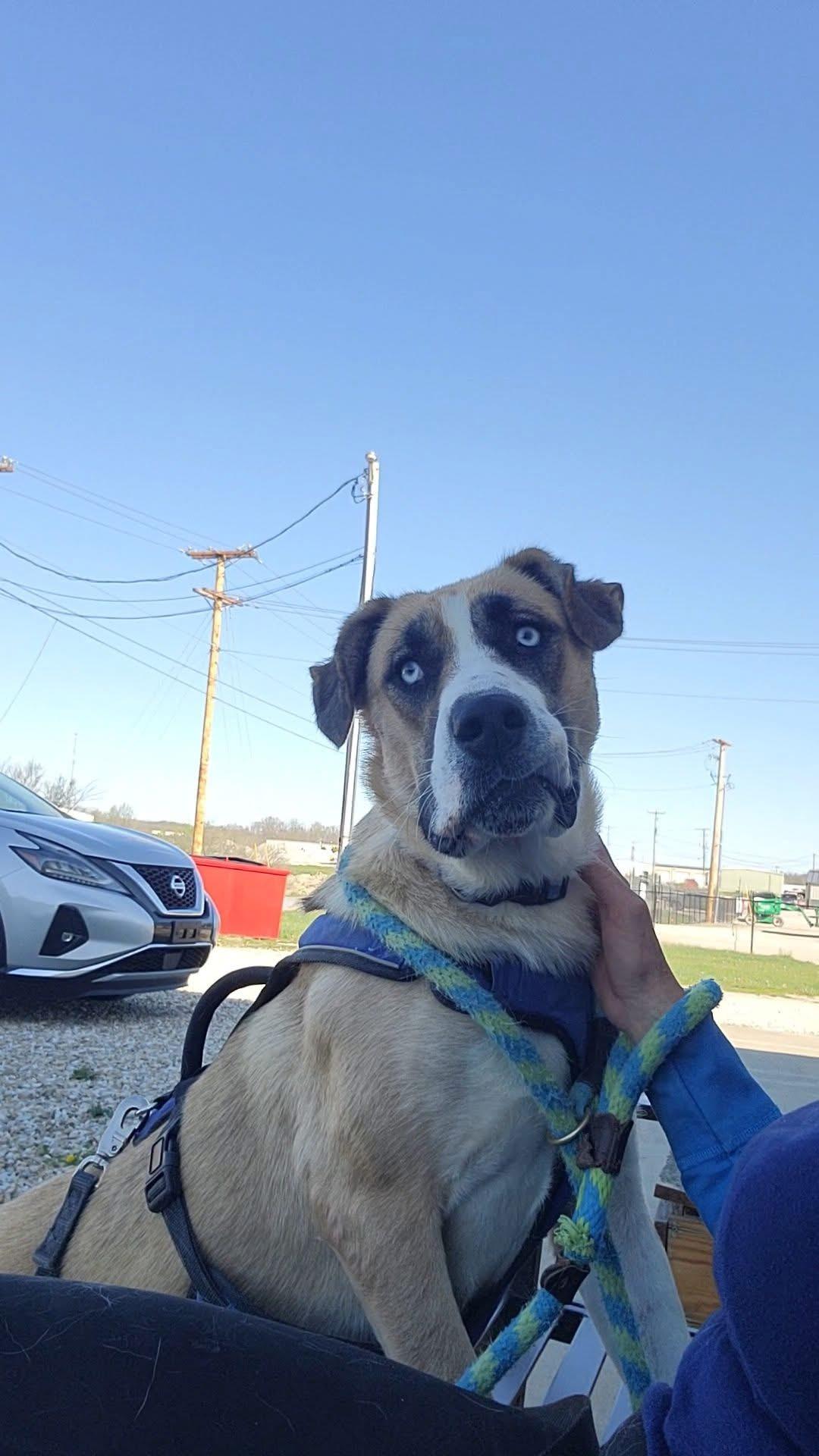 Treasure, a Adoptable mixed breed in Ashland, KY image 3/3