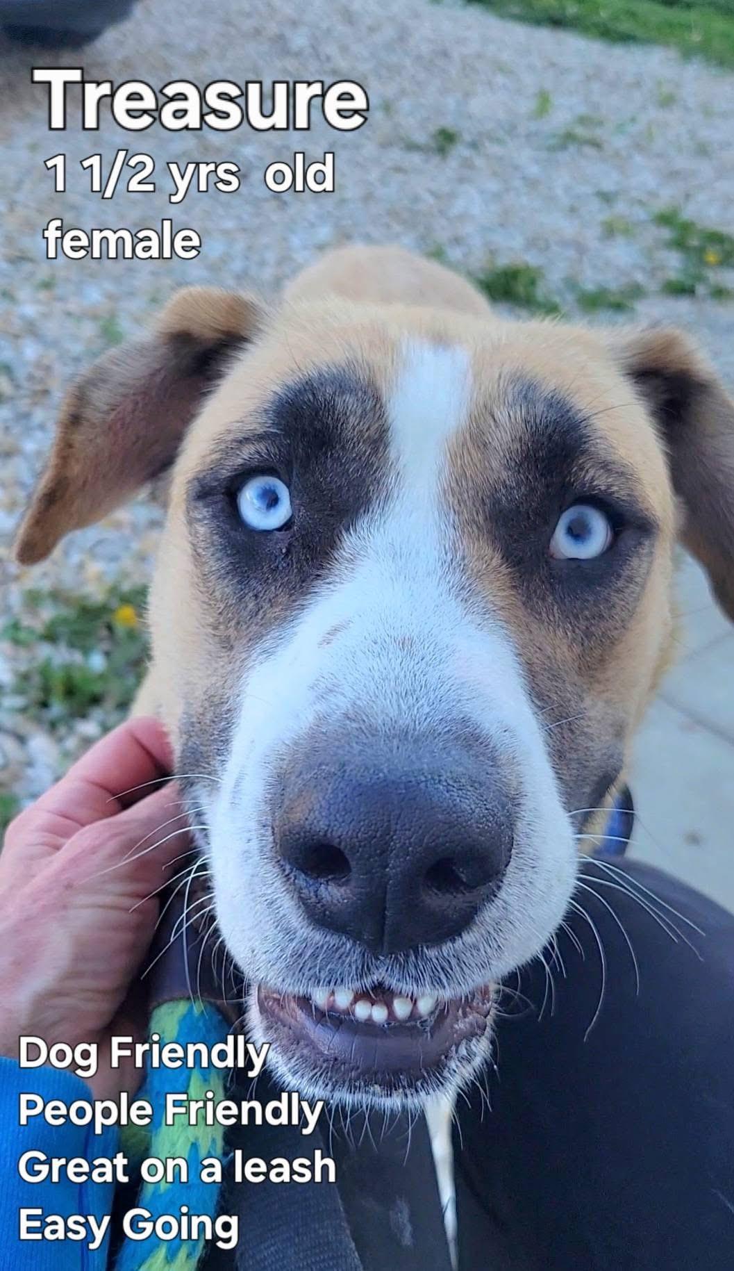 Treasure, a Adoptable mixed breed in Ashland, KY image 2/3
