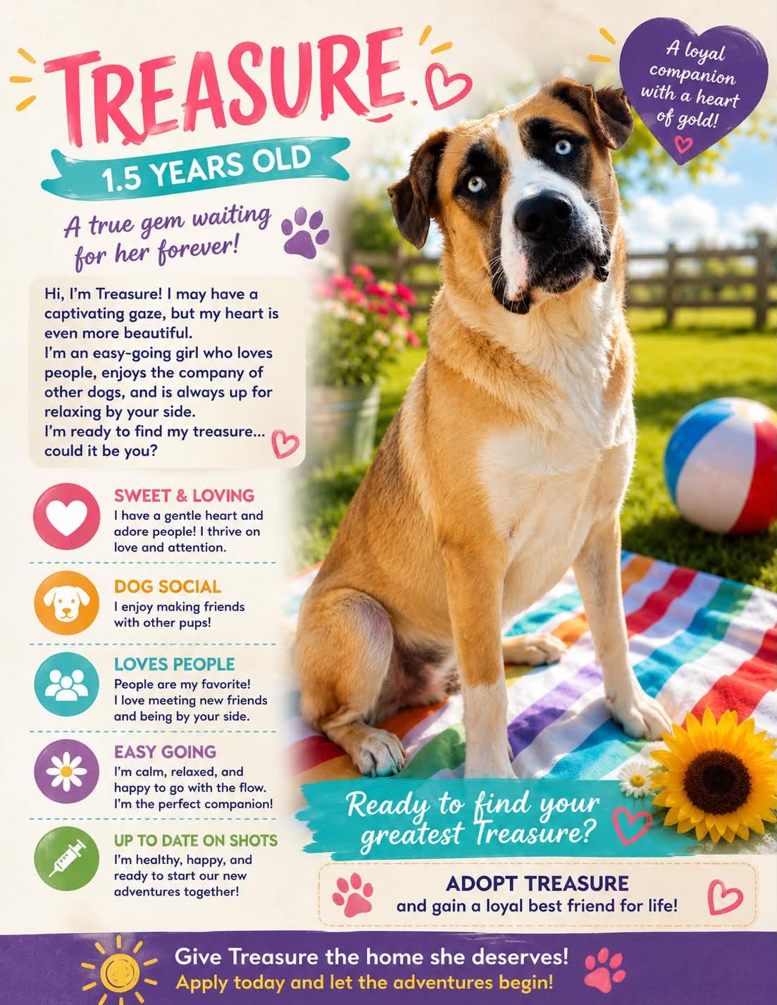 Treasure, Adoptable, Young Female Anatolian Shepherd.