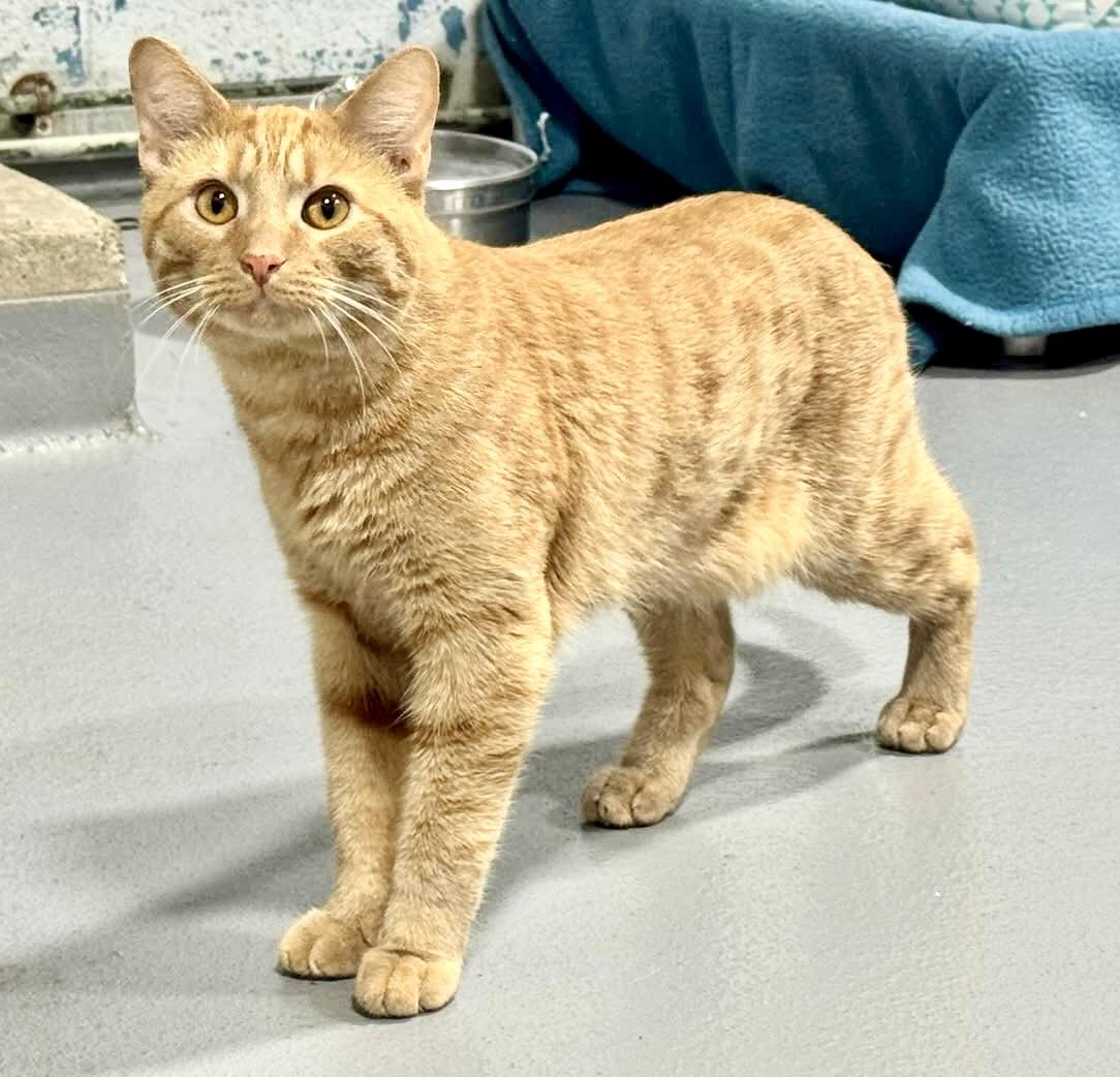 CHEESE, Adult Male Domestic Short Hair