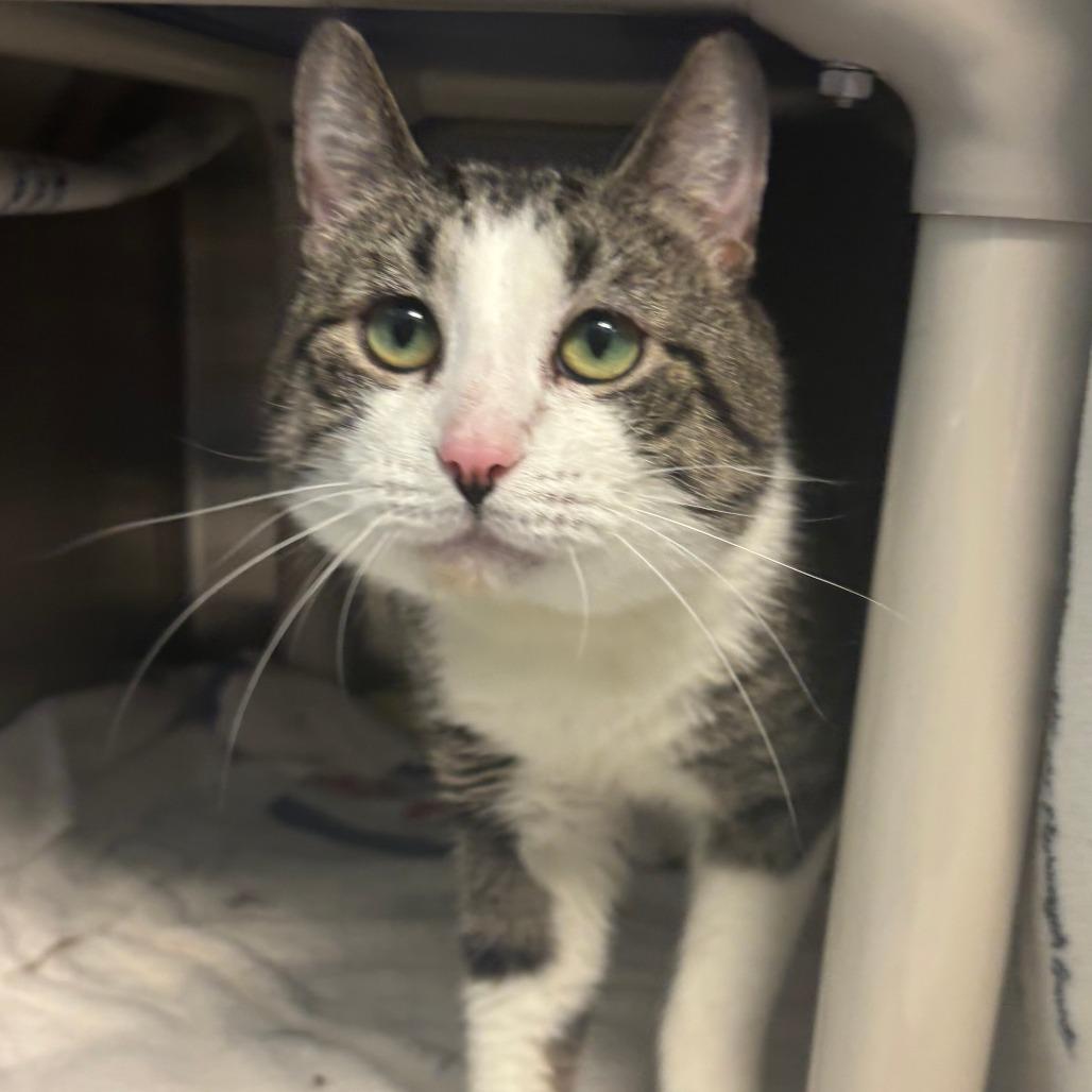 Enlarge Mootie, a Adoptable Domestic Short Hair in Philadelphia, PA image 1/3