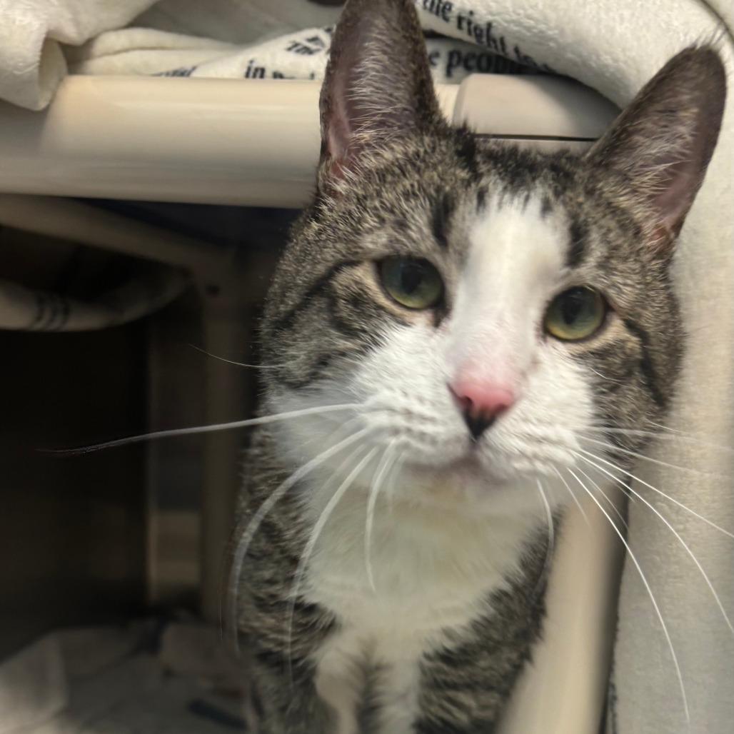 Enlarge Mootie, a Adoptable Domestic Short Hair in Philadelphia, PA image 2/3